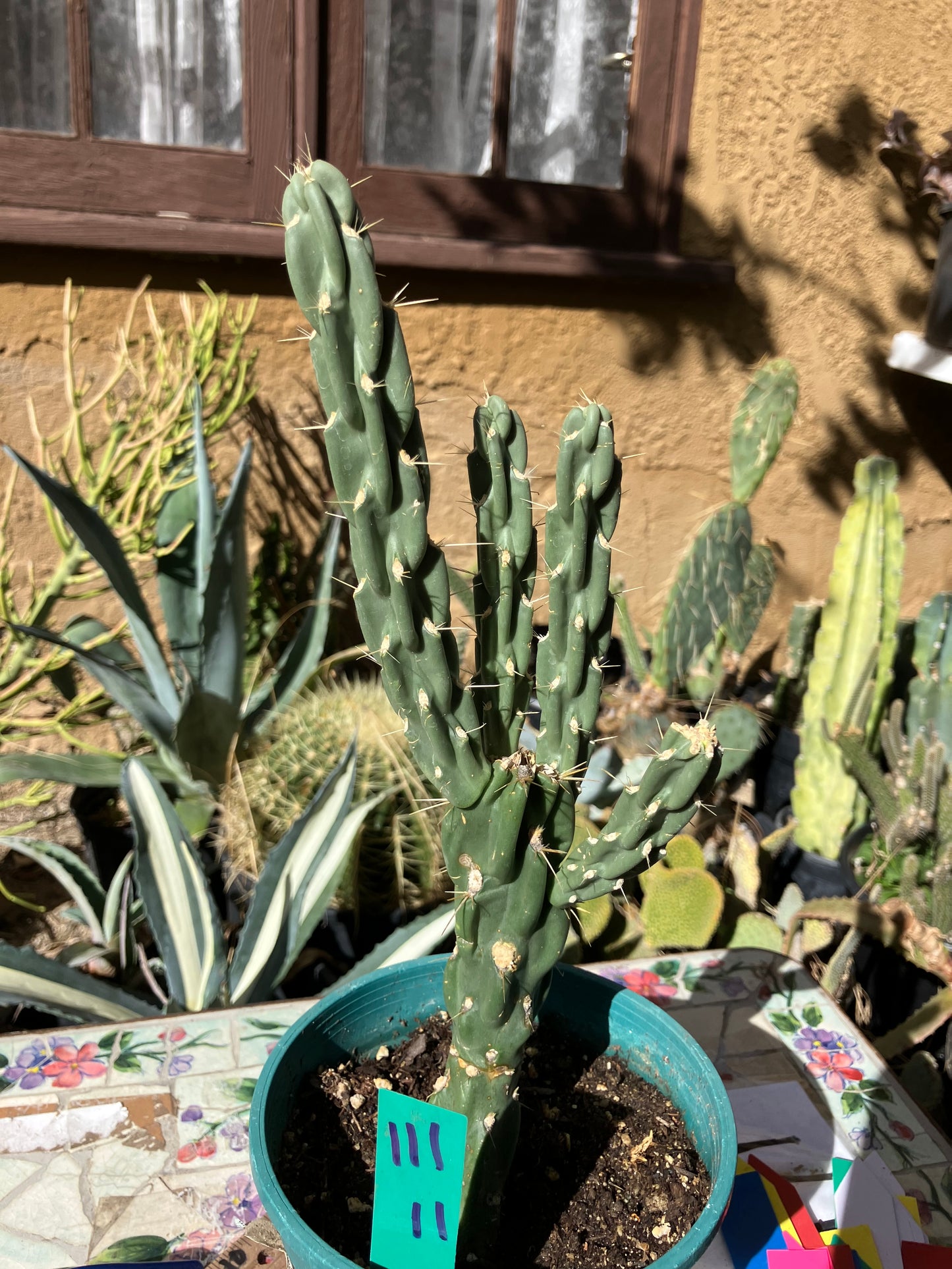 Cholla Cylindropuntia Buckhorn Cactus 11”Tall #111g