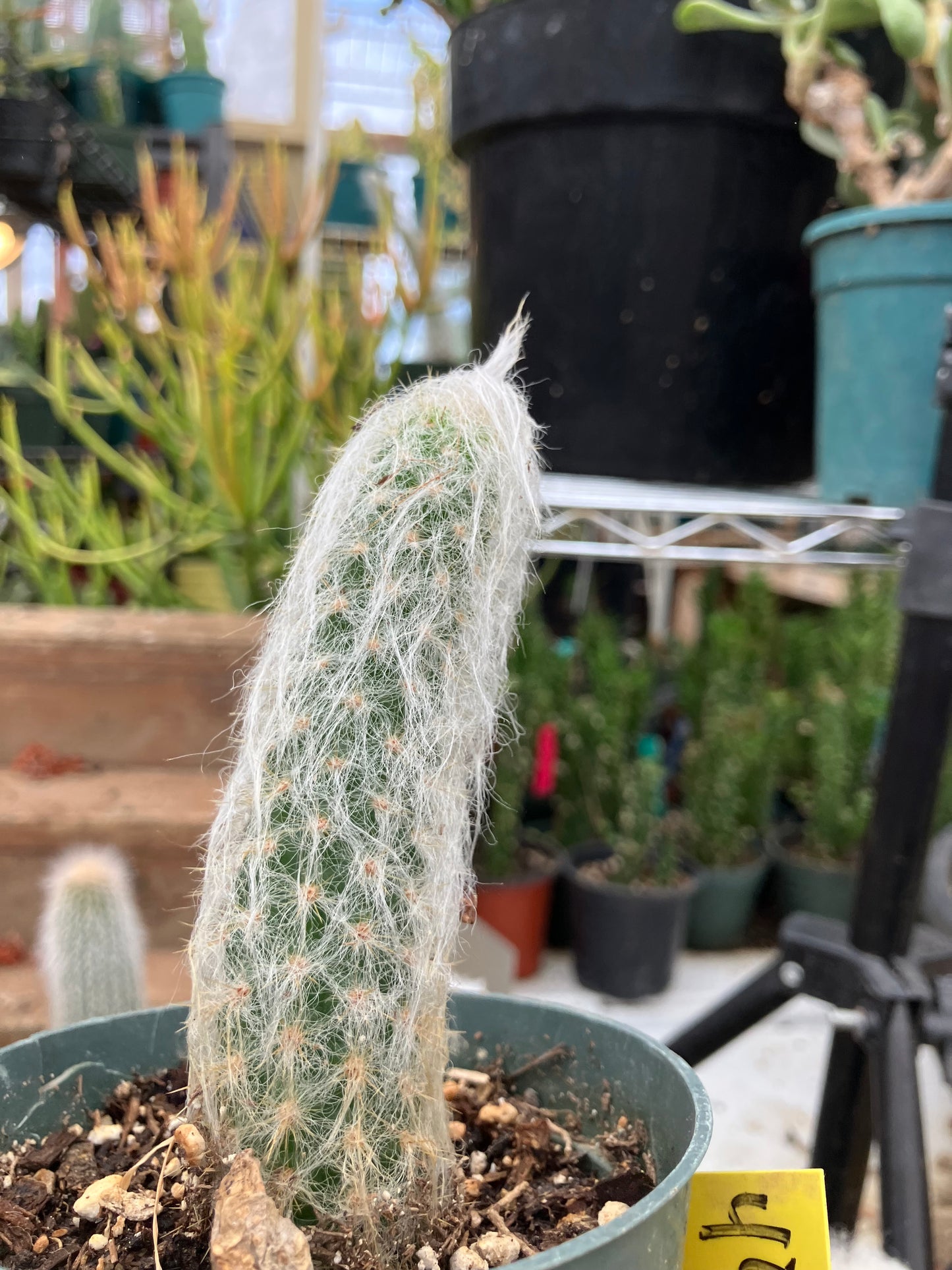 Oreocereus doelzianus Old Woman, Old Man Cactus 4"Tall #40Y