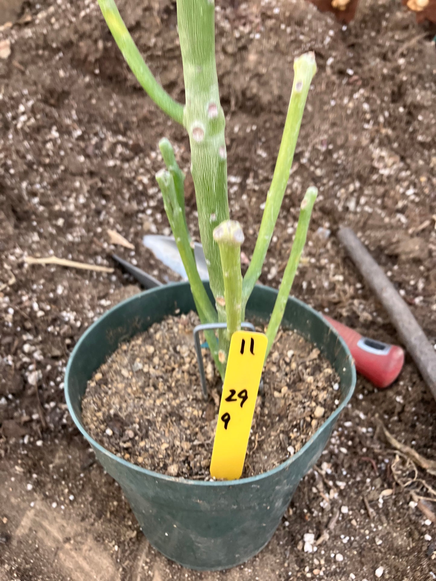 Euphorbia tirucalli Pencil Cactus 29"Tall 9"Wide #11Y