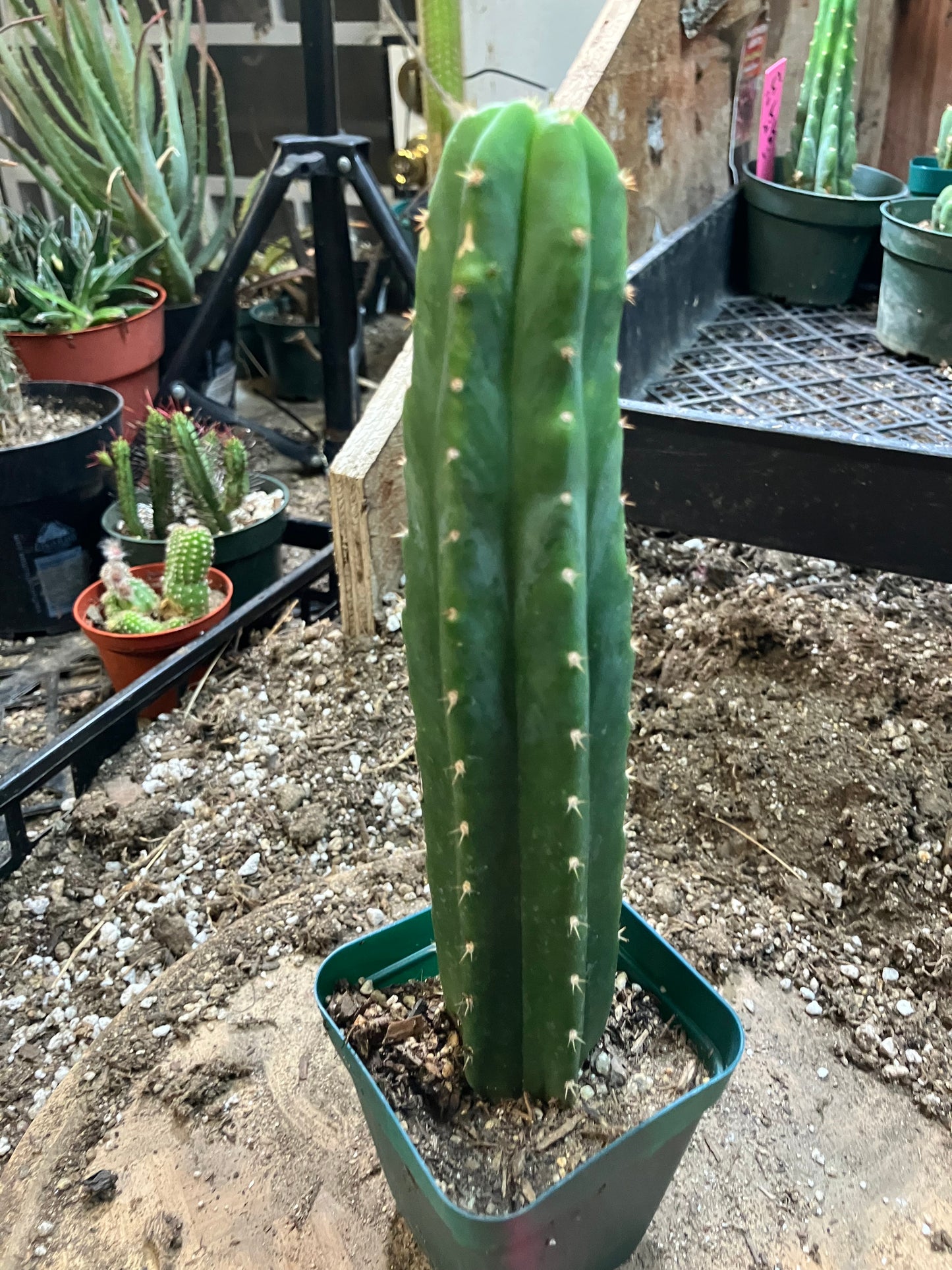 San Pedro Cactus - Trichocereus pachanoi 8.5"Tall #721P