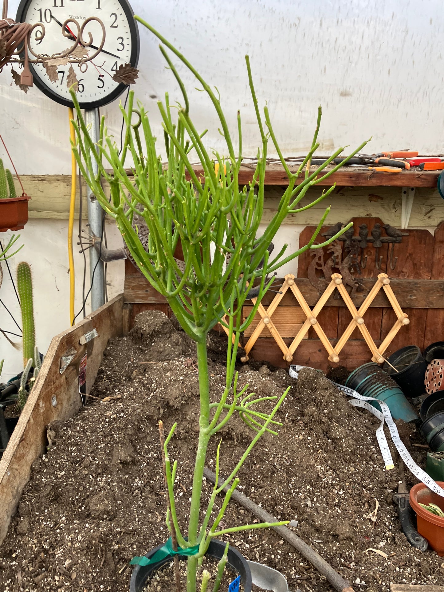 Euphorbia tirucalli Pencil cactus 27"Tall 11"Wide #1172B