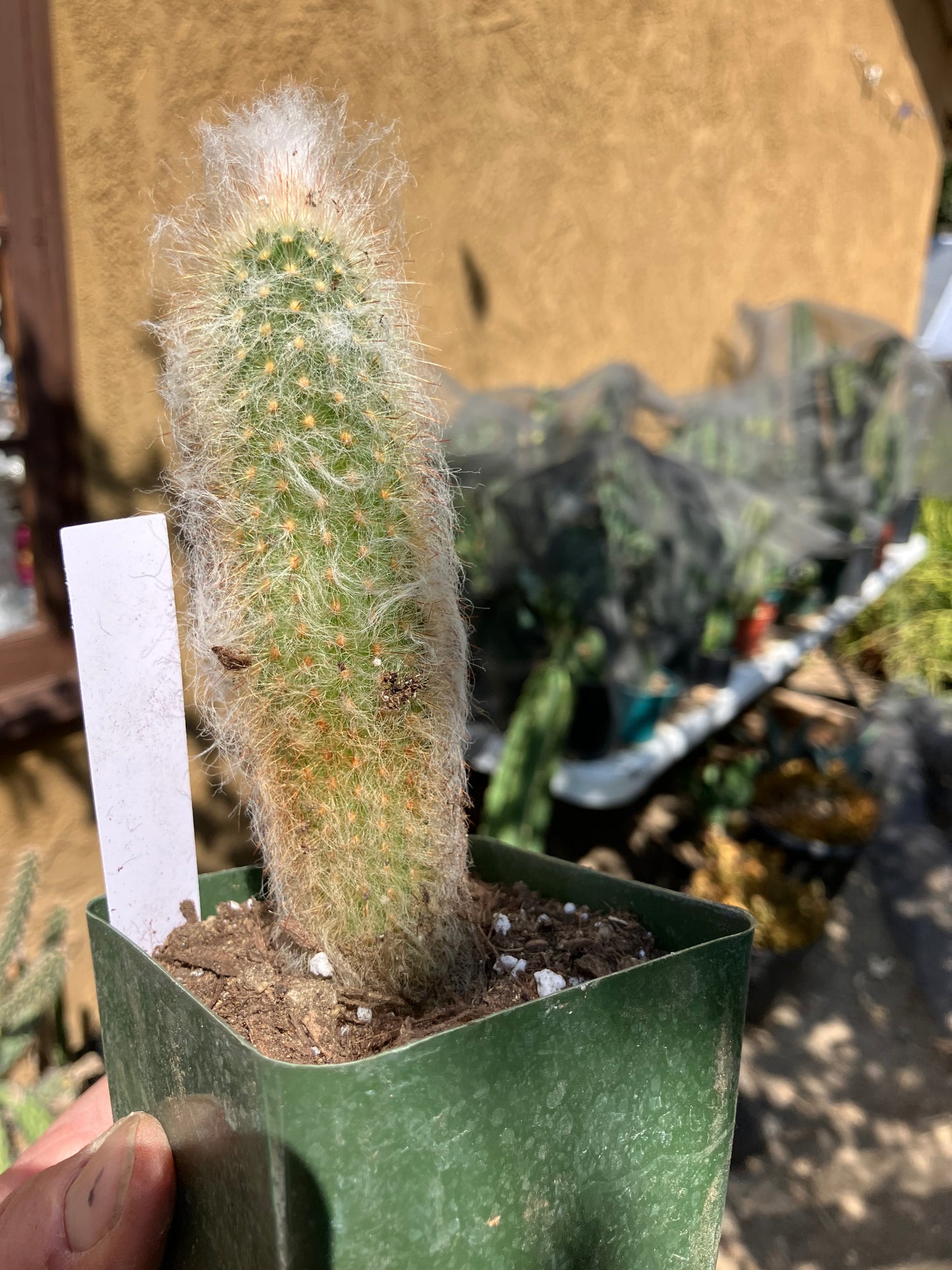 Austrocephalocereus dybowski cabega 5"Tall #55W Torch