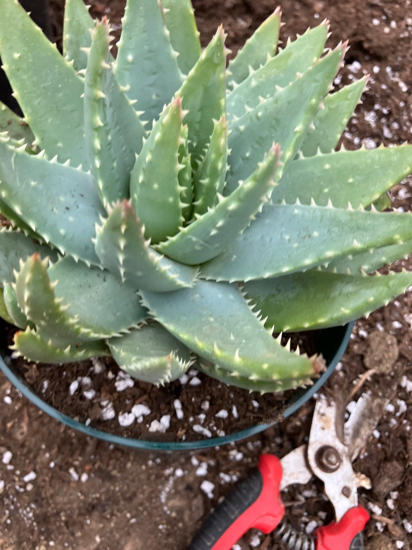 Aloe Brevifolia Short Leaf Aloe Succulent 5"Tall 7" Wide #30P