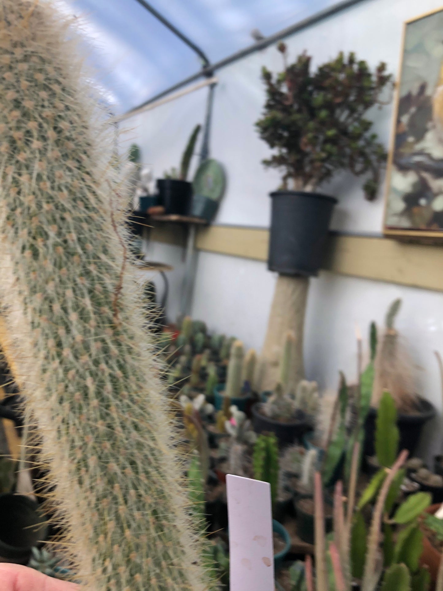Cleistocactus Strausii Silver Torch Cactus 11”Tall #11W