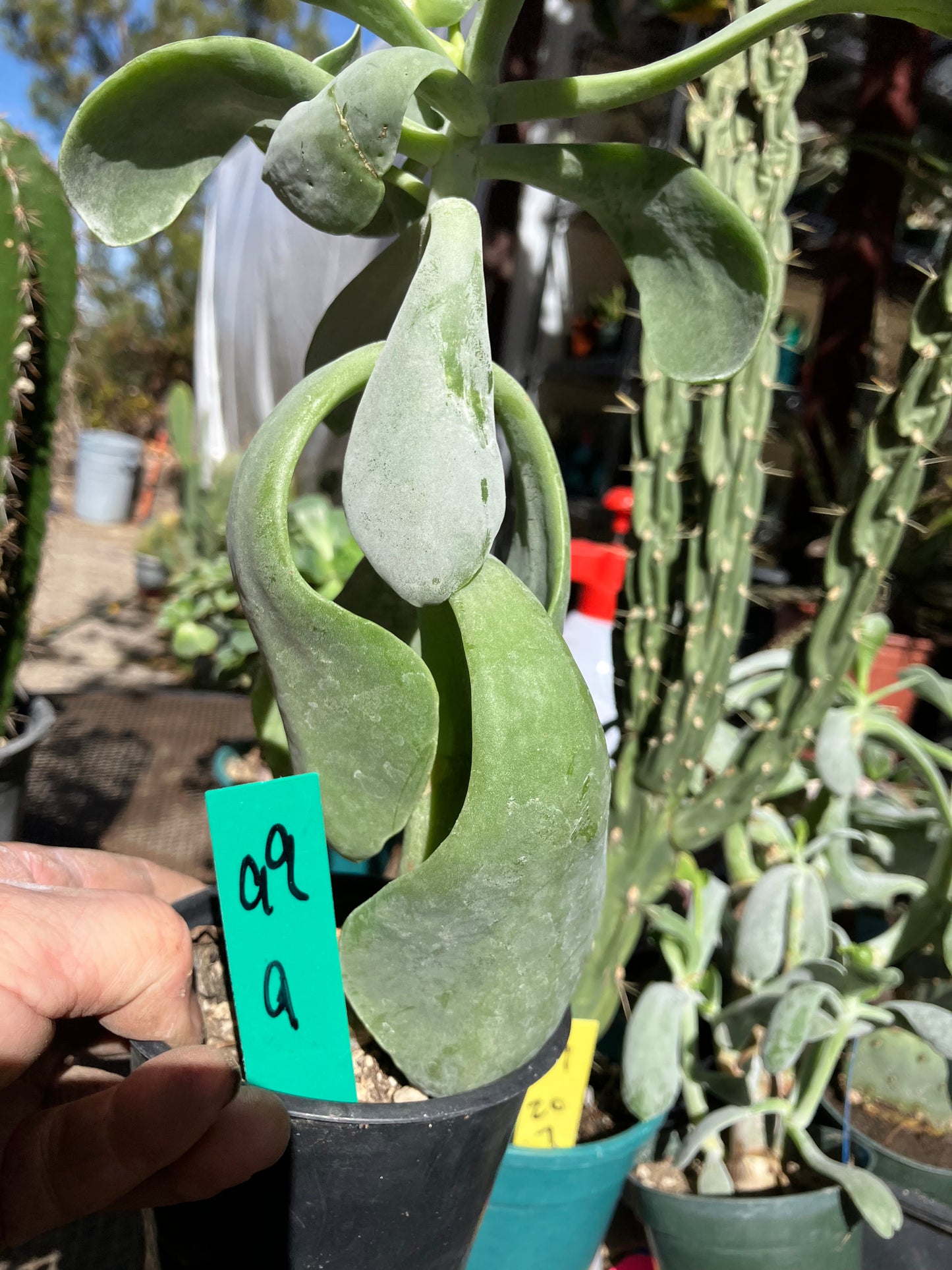 Cotyledon Silver Waves Succulent 9"Tall #99G