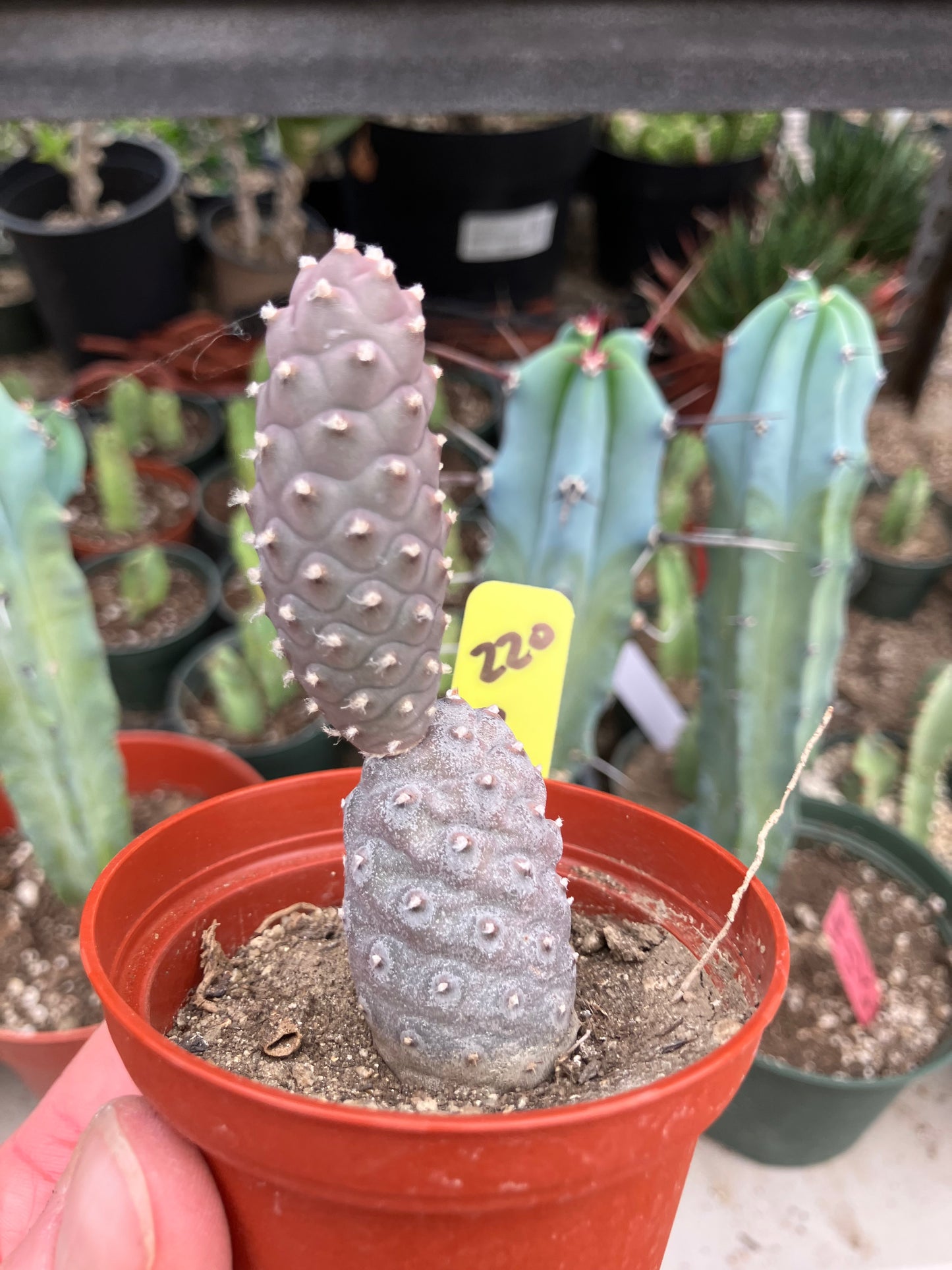Pine Cone Cactus Tephrocactus~ articulatus var. diadematus Pinecone 3”Tall #220Y