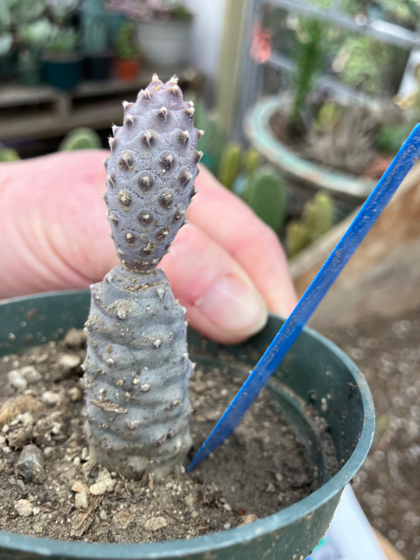 Pine Cone Cactus Tephrocactus~ articulatus var. diadematus Pinecone 3"Tall #22B