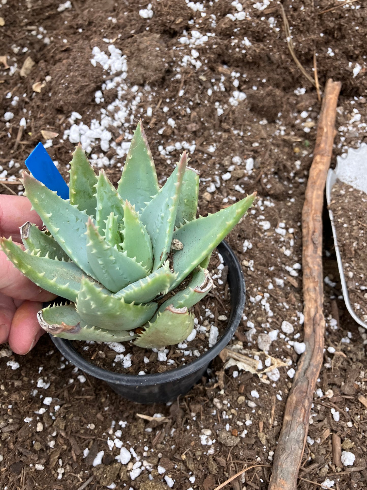 Aloe Brevifolia Short Leaf Aloe Succulent 5" Wide #18B