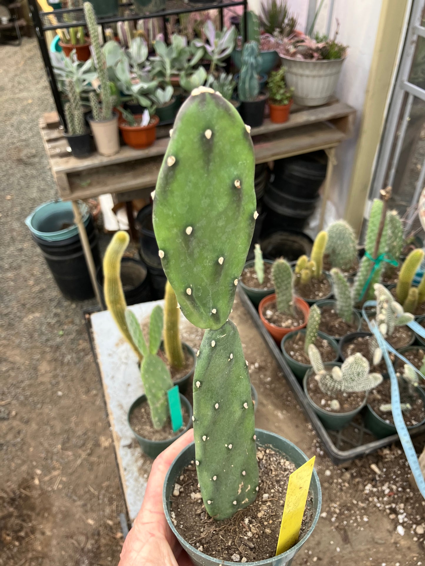 Opuntia canterae elata Ground Crawler 11"Tall #4Y