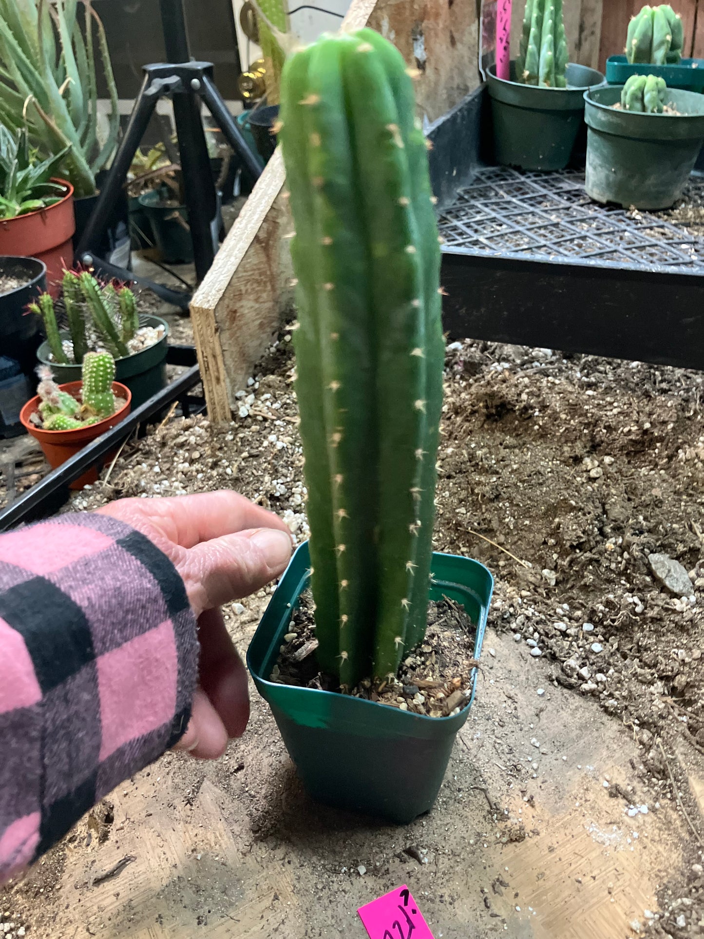 San Pedro Cactus - Trichocereus pachanoi 8.5"Tall #721P
