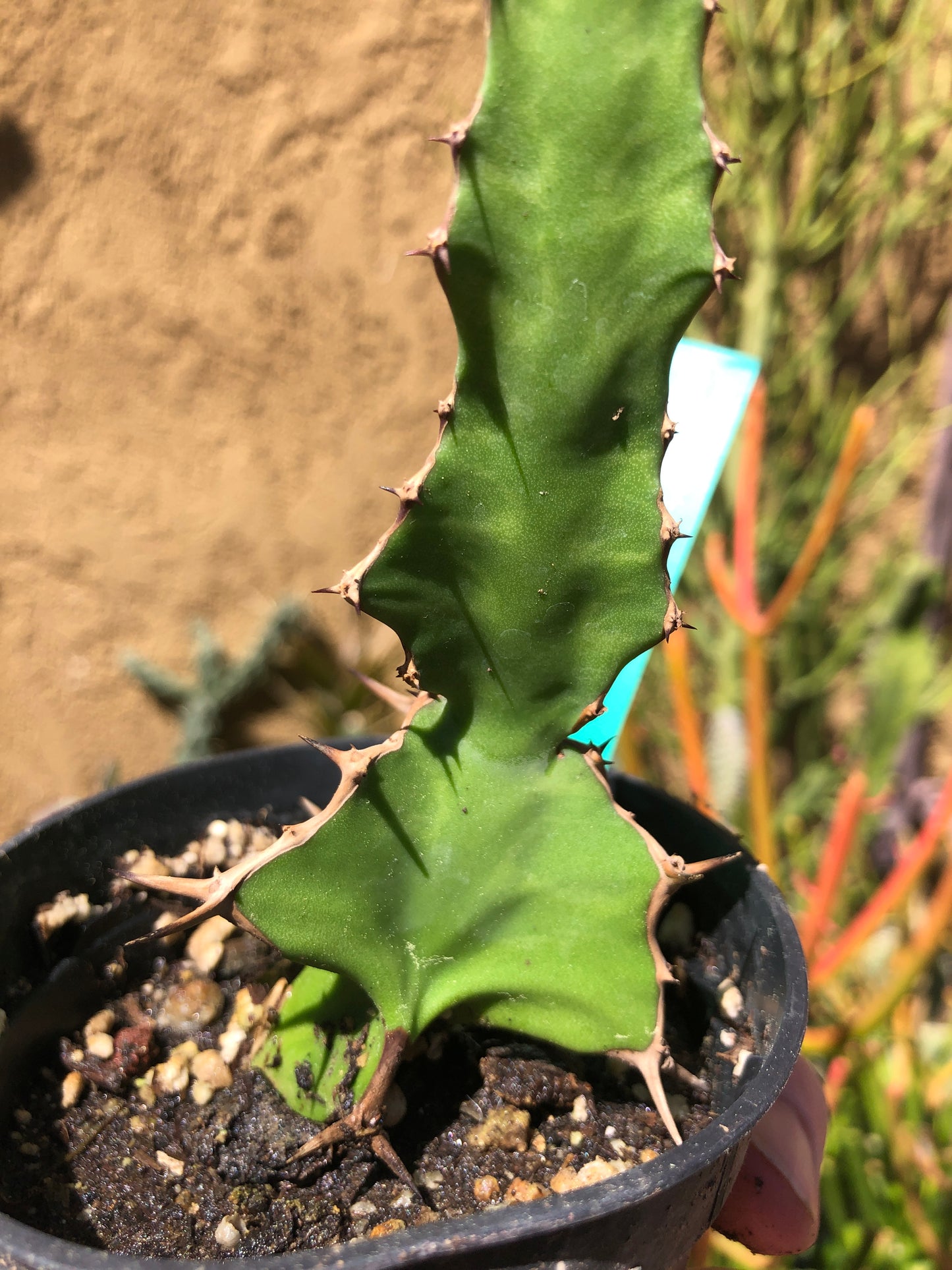 Euphorbia pseudocactus Zig Zag 11.5”Tall #80G