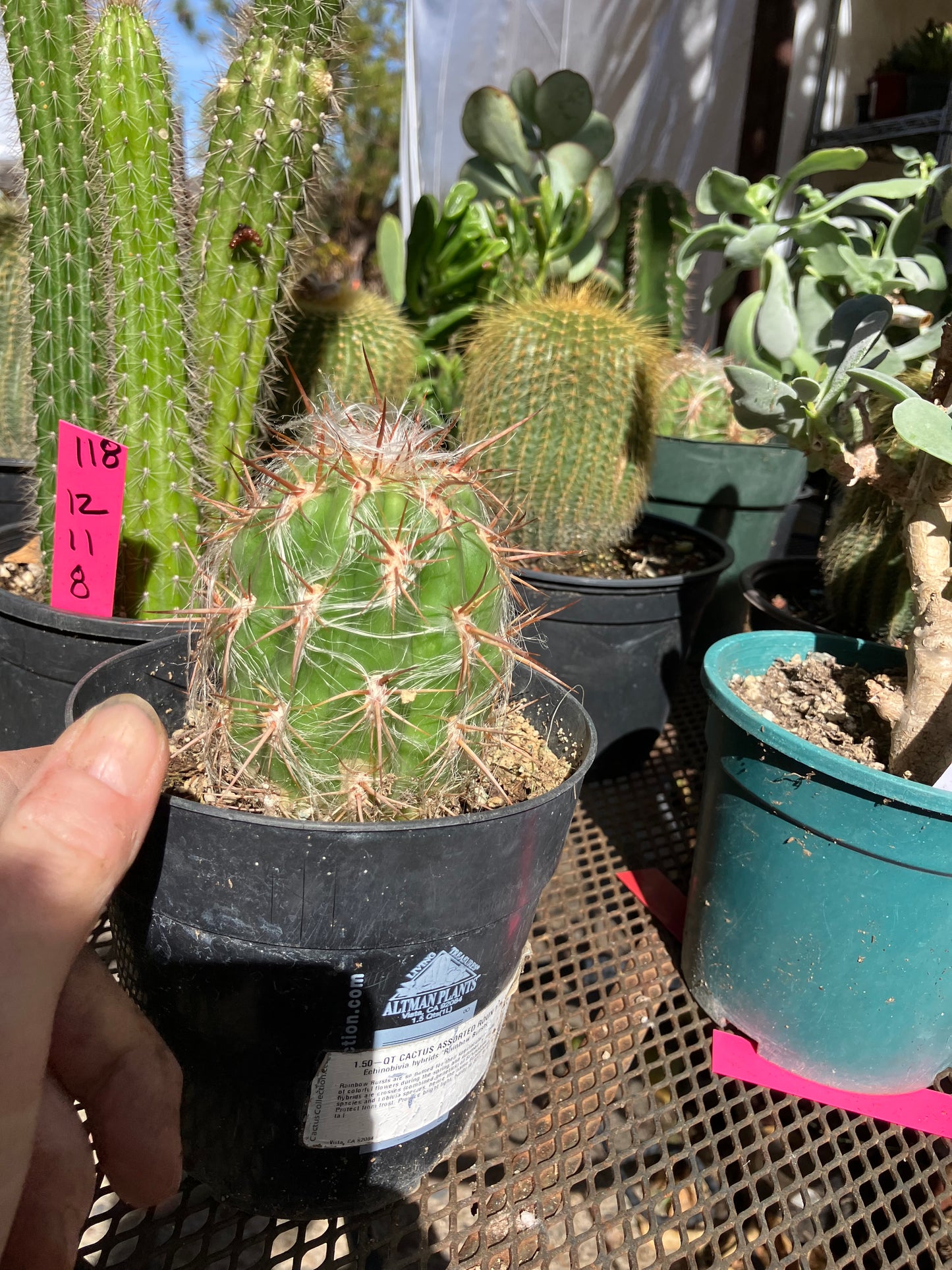 Oreocereus Old Man Andes 4"Tall 3"Wide 11"Circumference #1143P