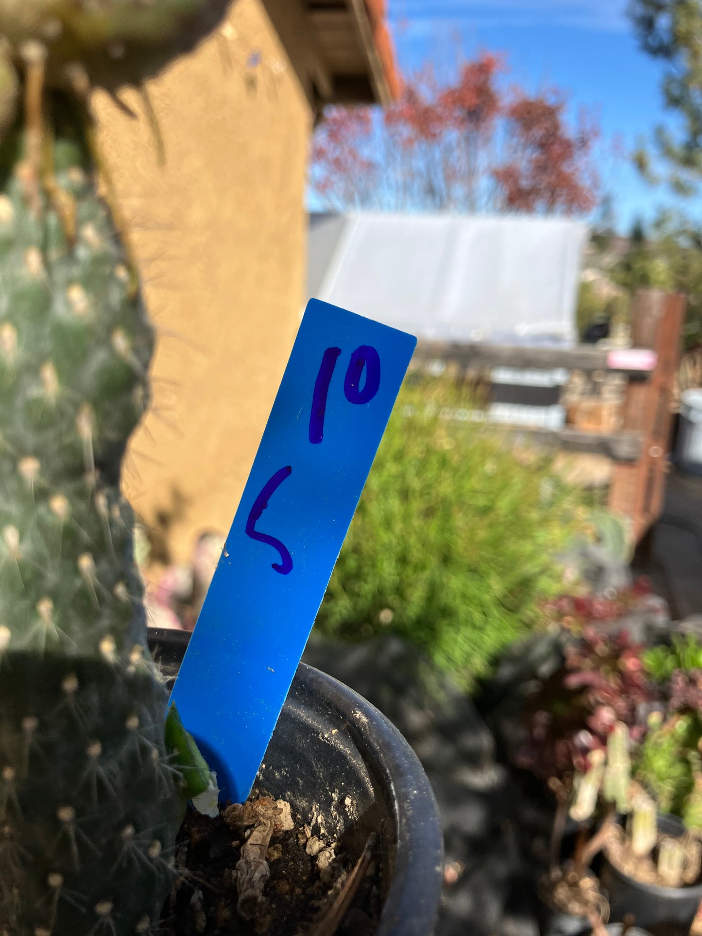 Cylindropuntia fulgida Cholla Boxing Glove Cactus Crest 5"Tall #10B*