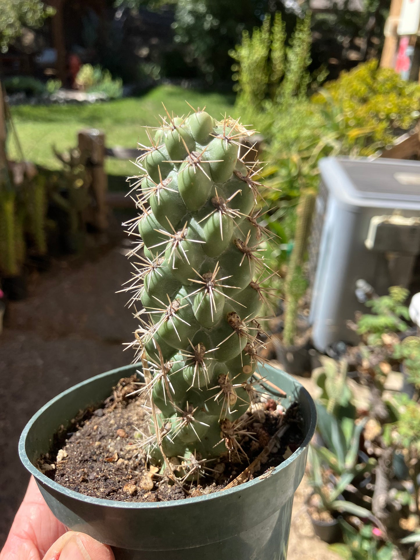 Cholla Cylindropuntia Buckhorn Cactus 5”Tall #52R
