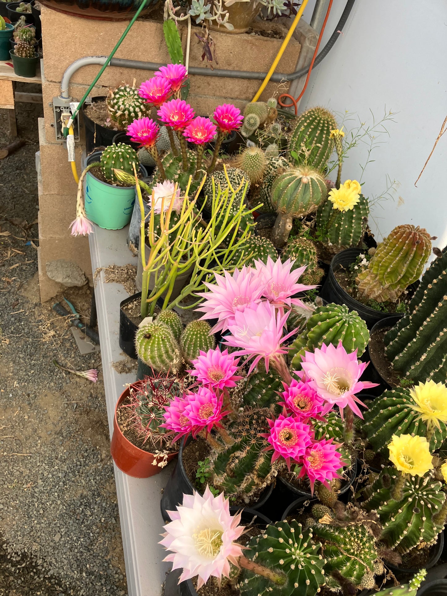 Echinopsis oxygona White Easter Lily 1" Rooted Pup