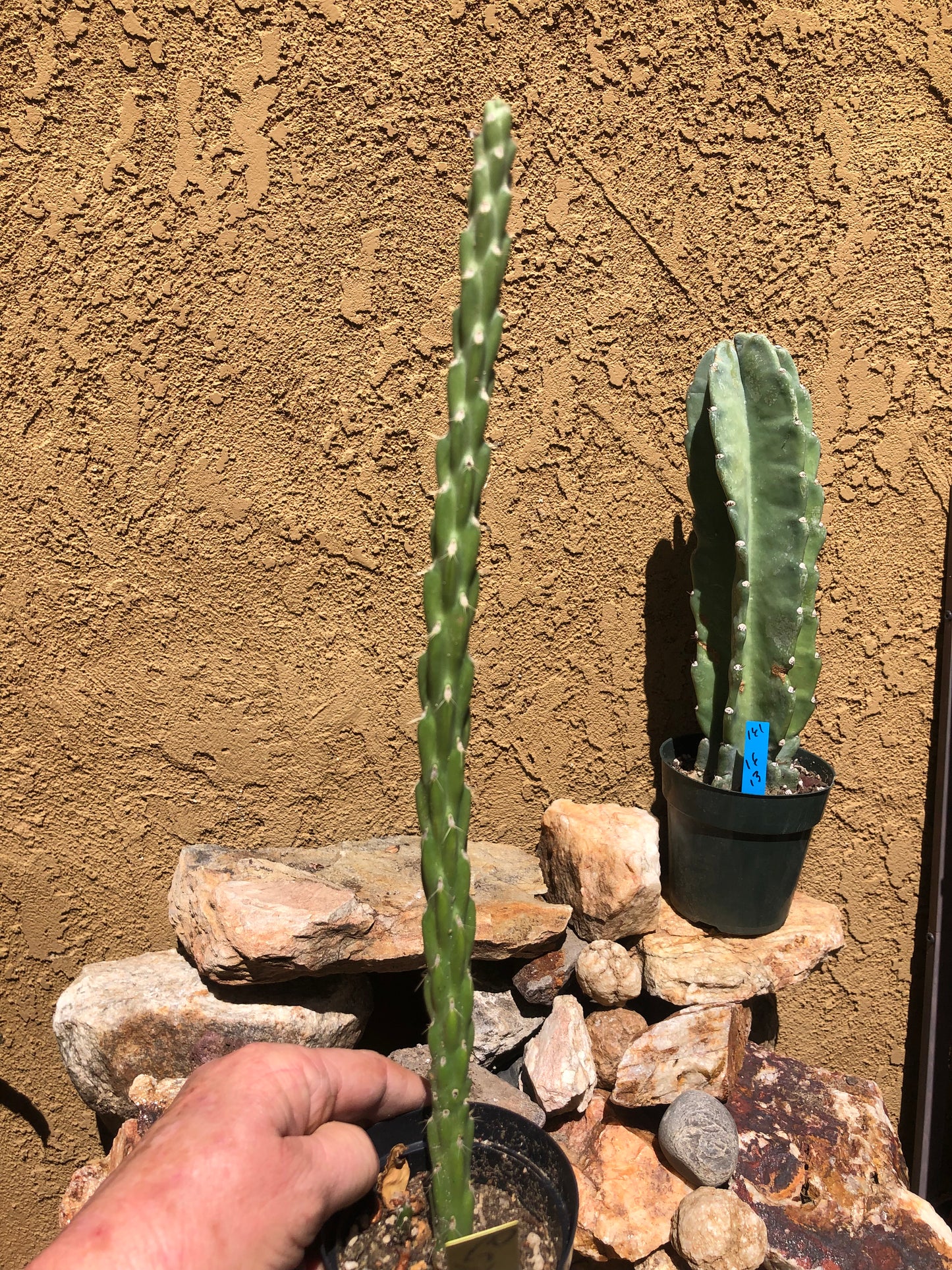 Cholla Cylindropuntia Imbricata  Buckhorn 15”Tall #150Y