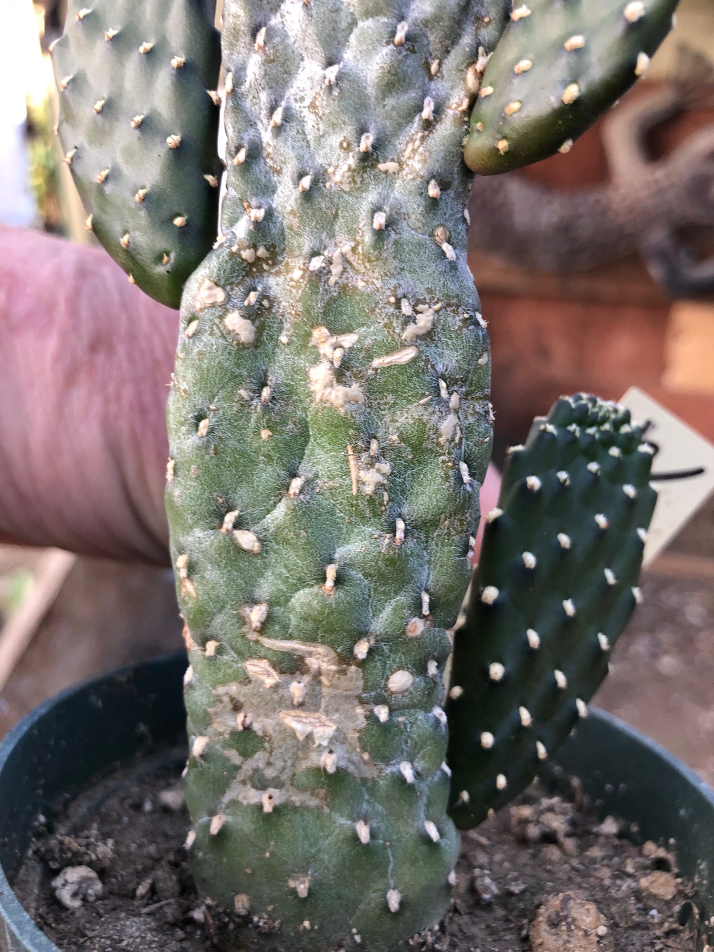 Opuntia Consolea rubescens Road Kill Cactus 8"Tall #80Y