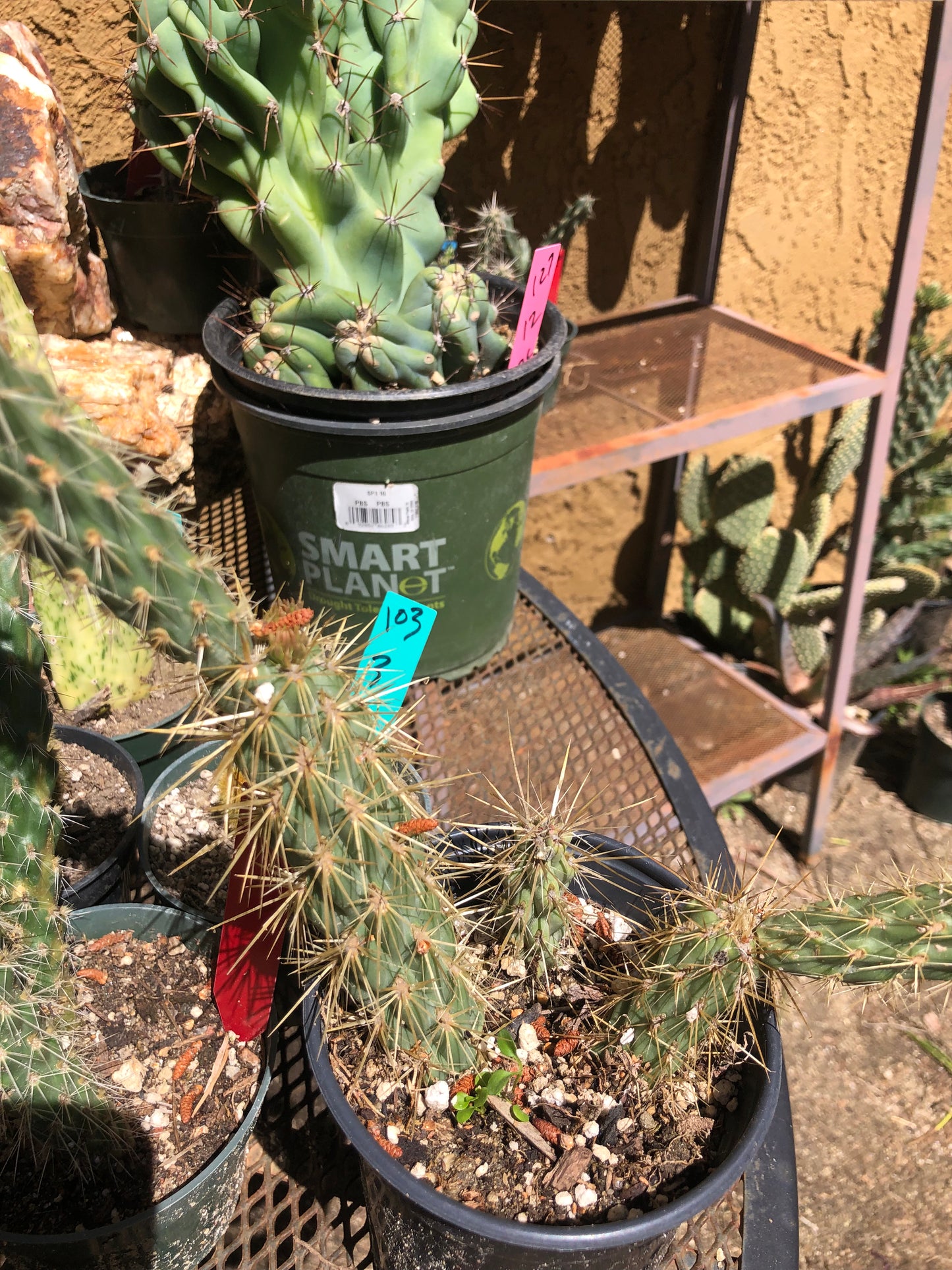 Cholla Cylindropuntia Imbricata Buckhorn 9”Tall #99G