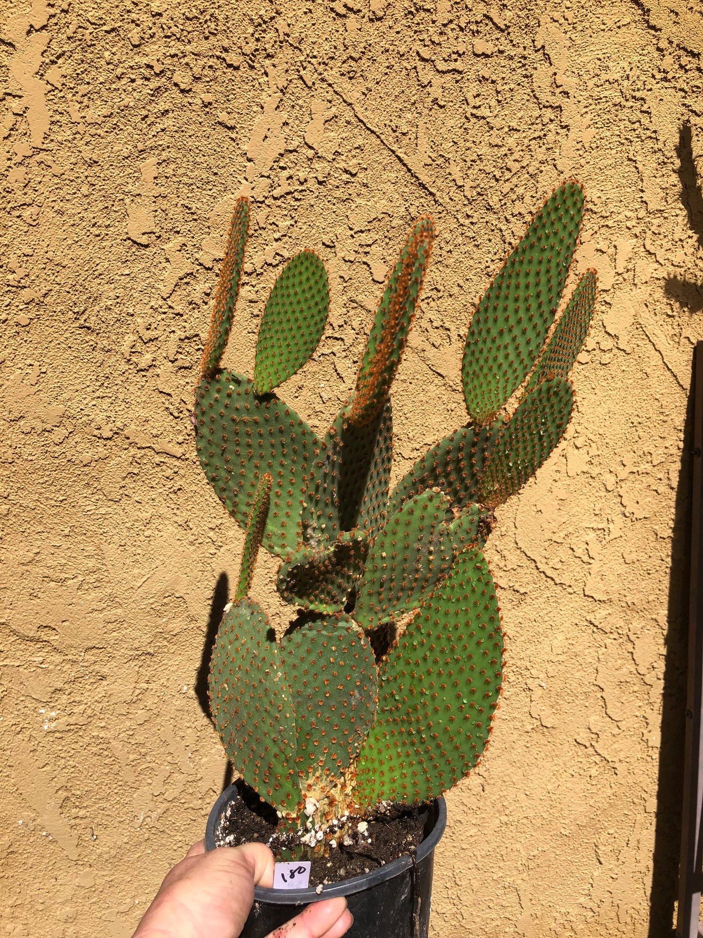Opuntia microdasys Cinnamon Bunny Ears 18"Tall #180W