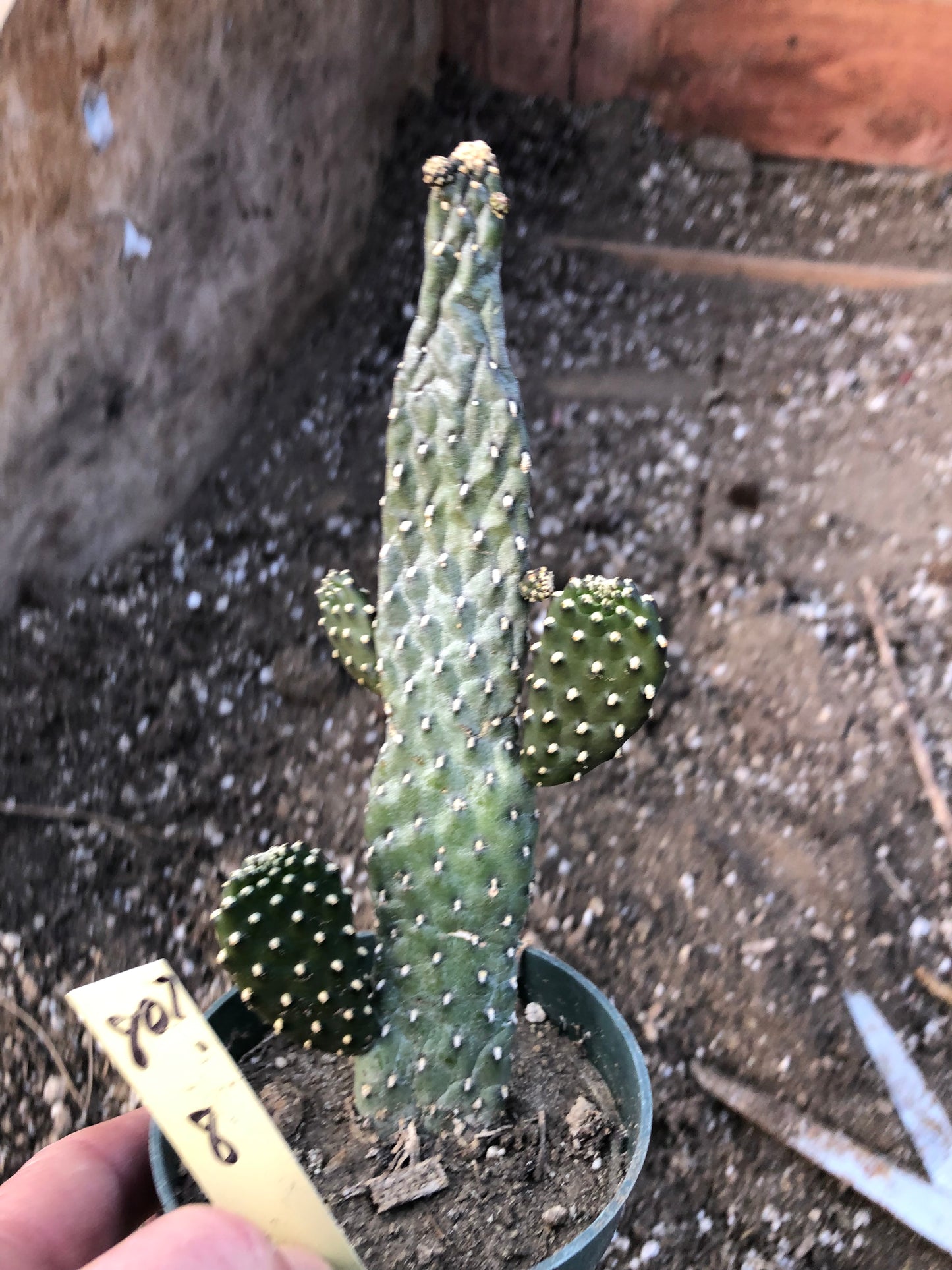 Opuntia Consolea rubescens Road Kill Cactus 8"Tall #80Y