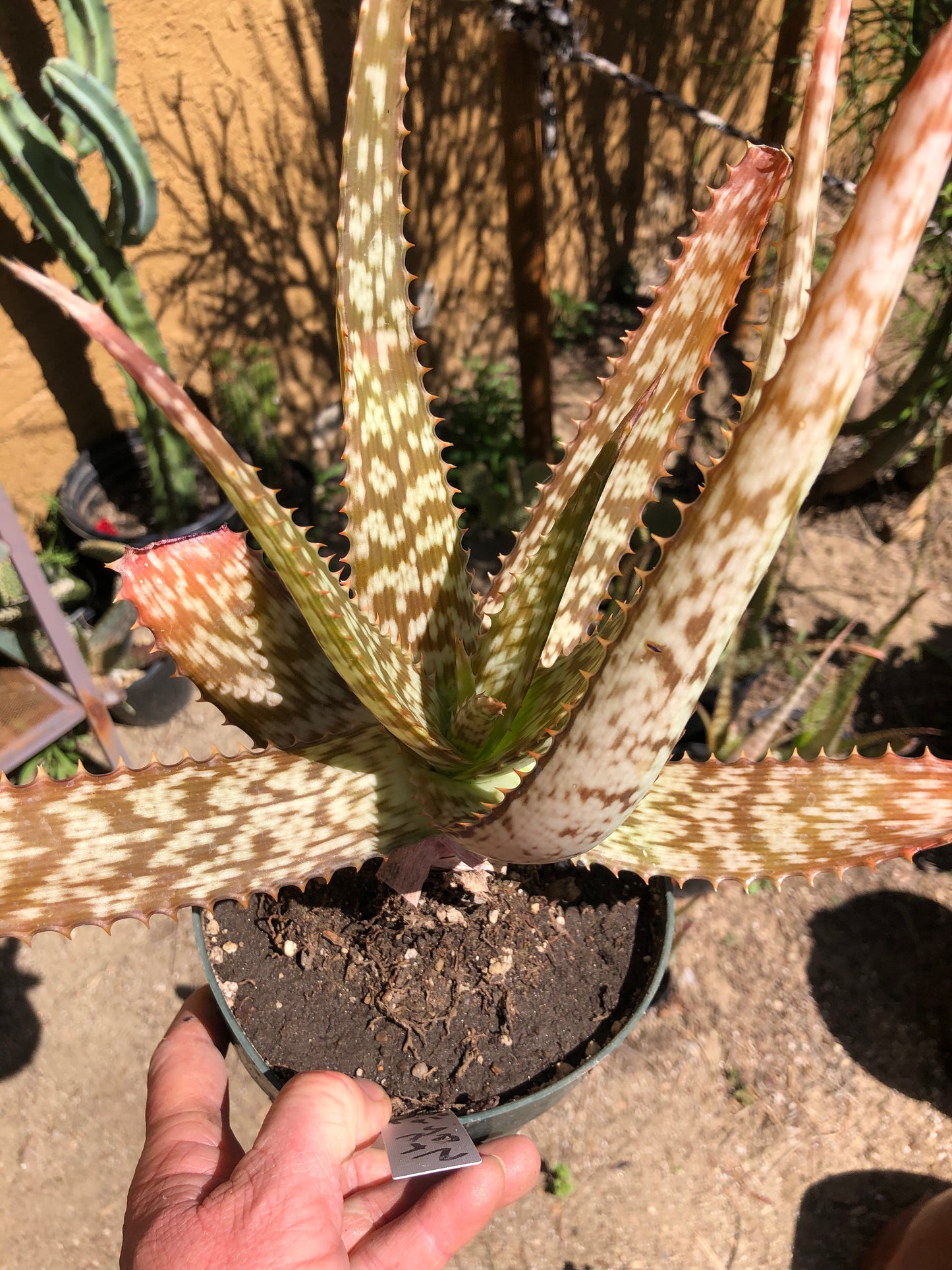 Aloe~ Tiger Stripe Aloe Hybrid 11" Tall #112W