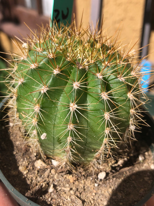 Trichocereus grandiflorus Torch 2” Wide #12G