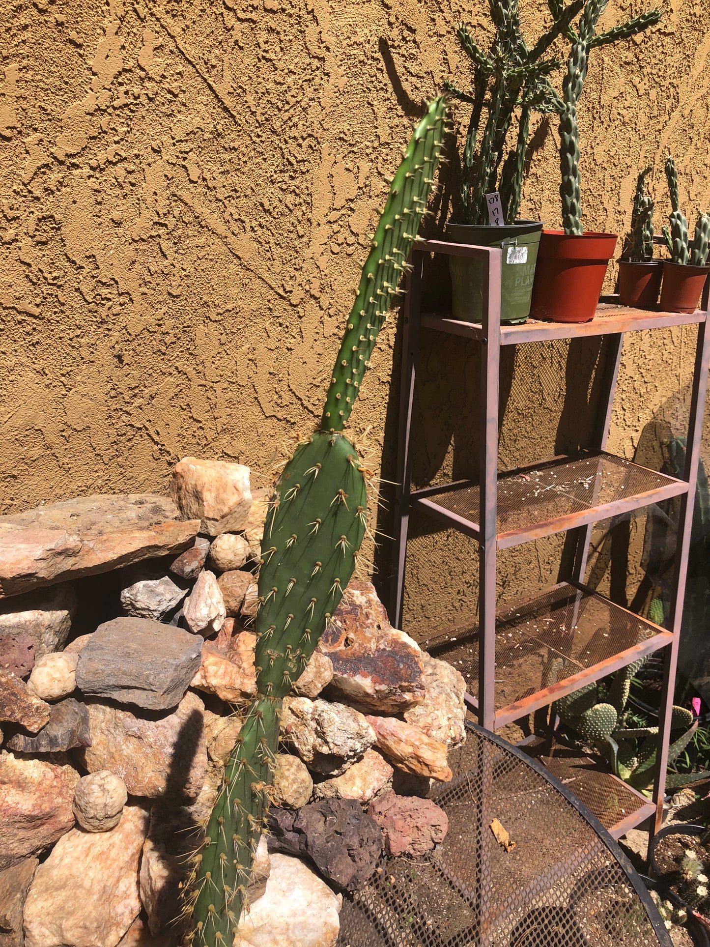 Opuntia engelmannii "Texas Prickly Pear" 33"Tall #333W