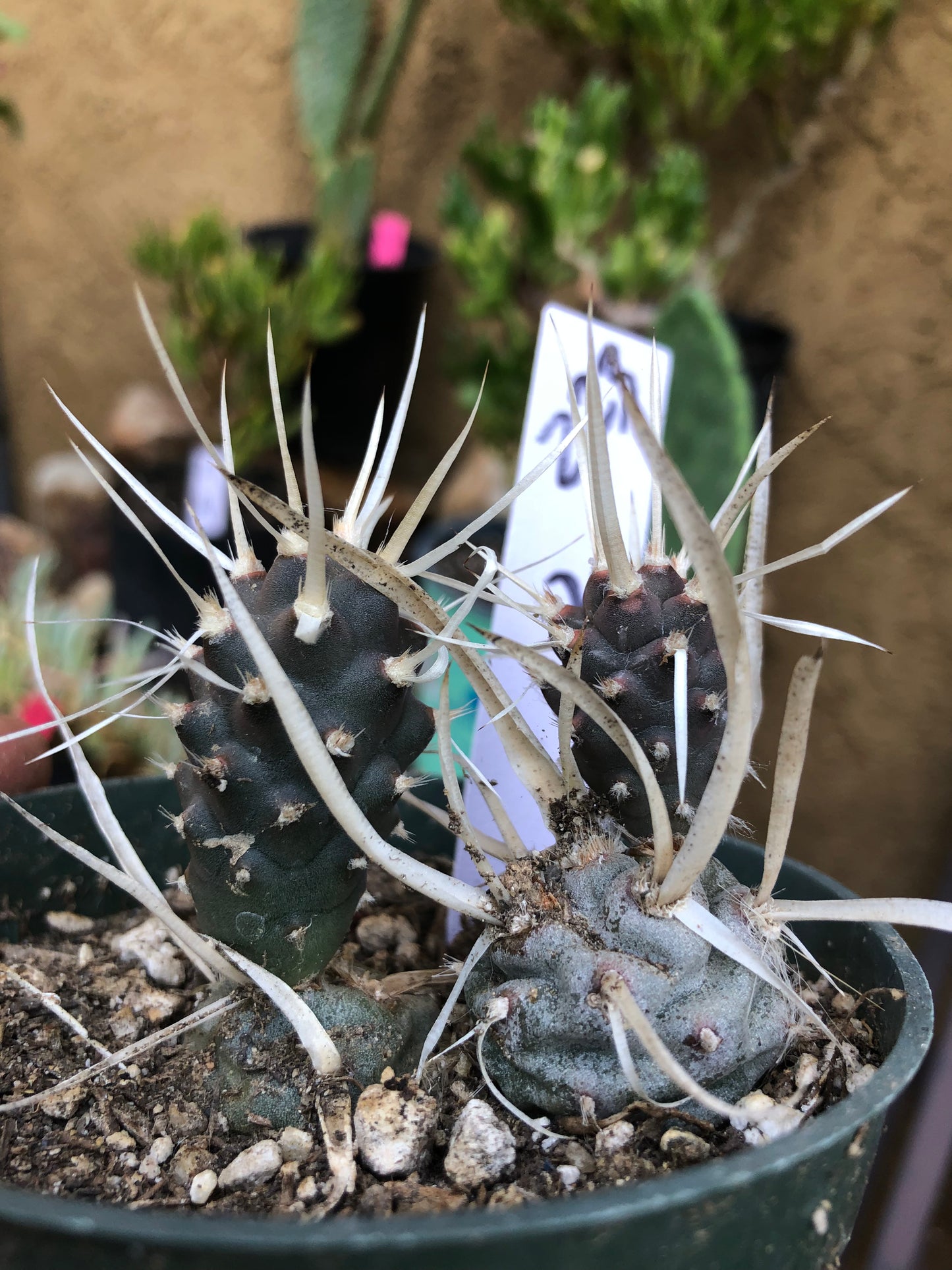 Tephrocactus articulatus papyracanthus Paper 2”Tall #223W