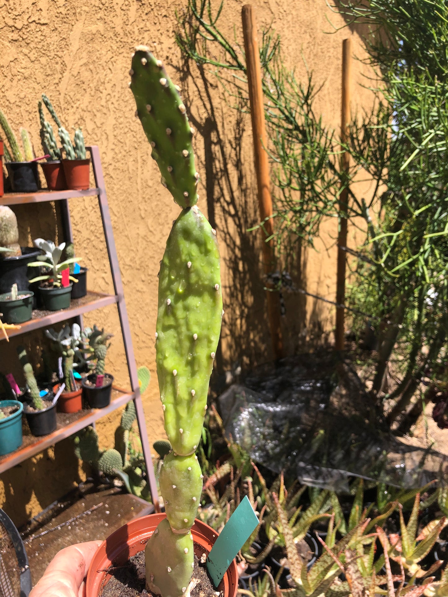 Opuntia canterae elata Ground Crawler 14"Tall #9G