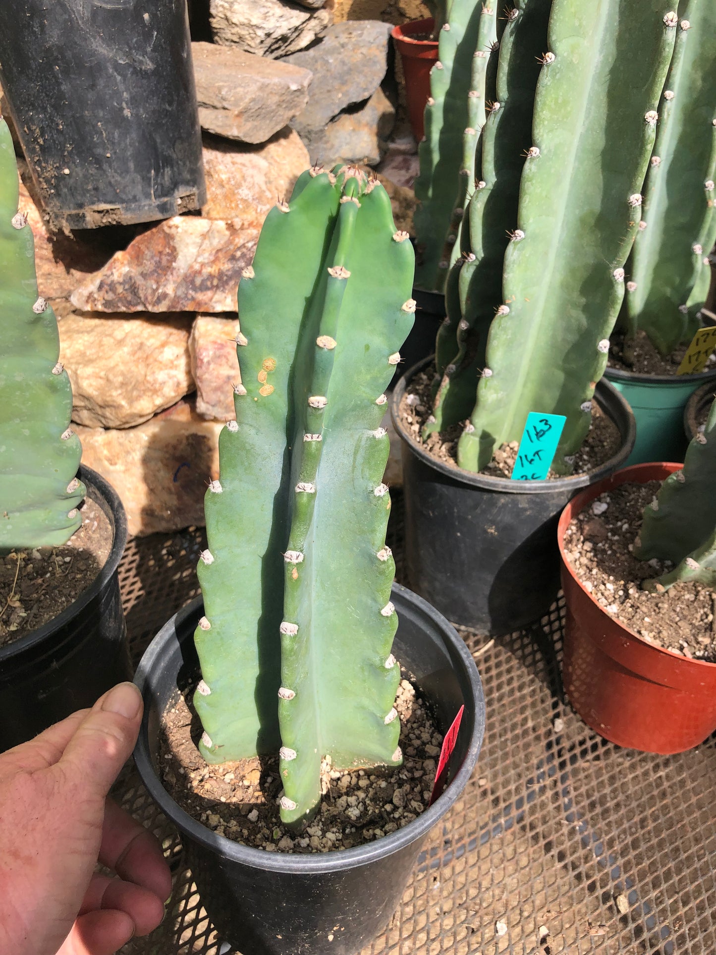 Cereus Peruvianus Night Blooming 11”Tall #111R