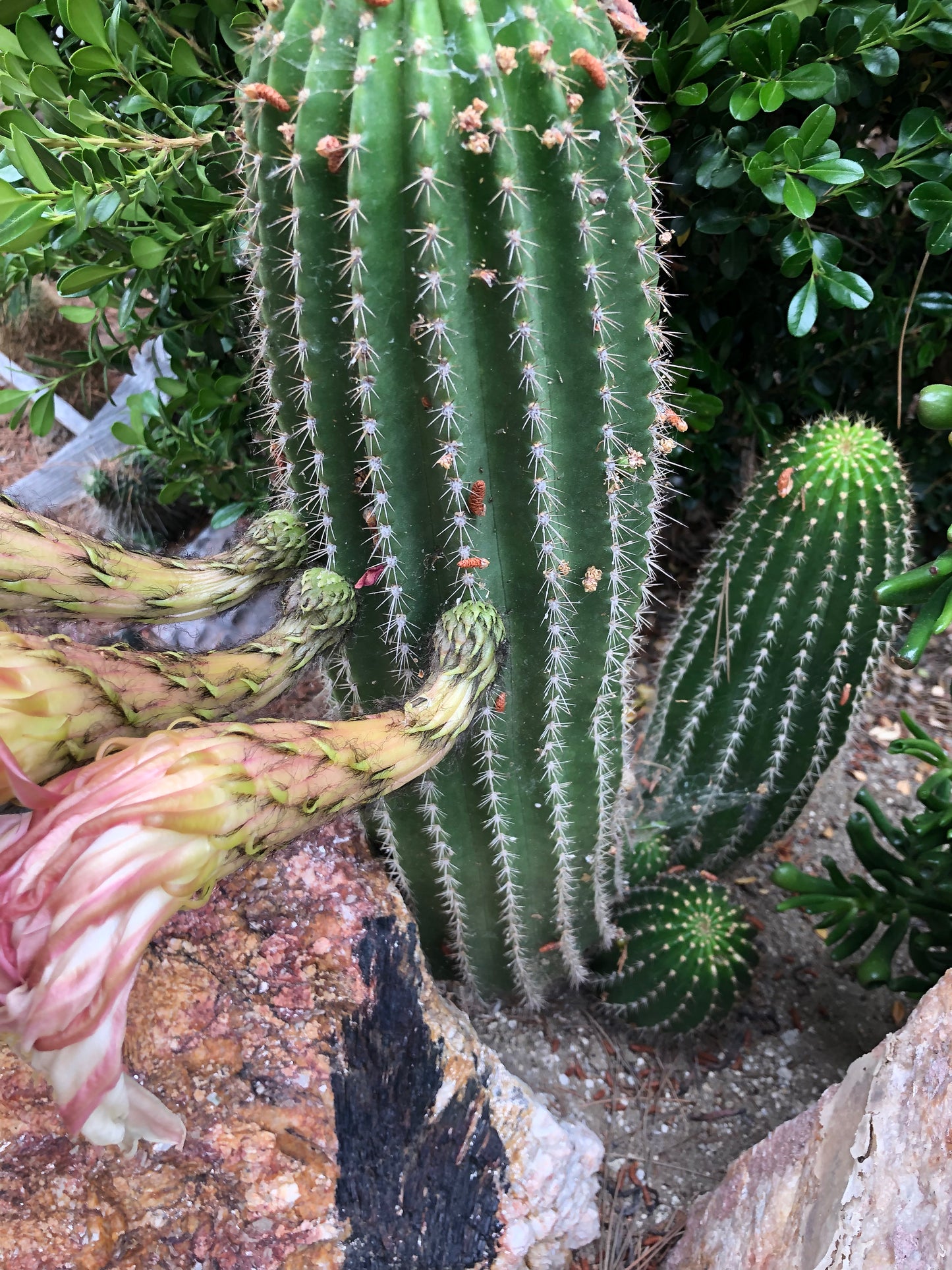Trichocereus grandiflorus Torch 2” Wide #12G
