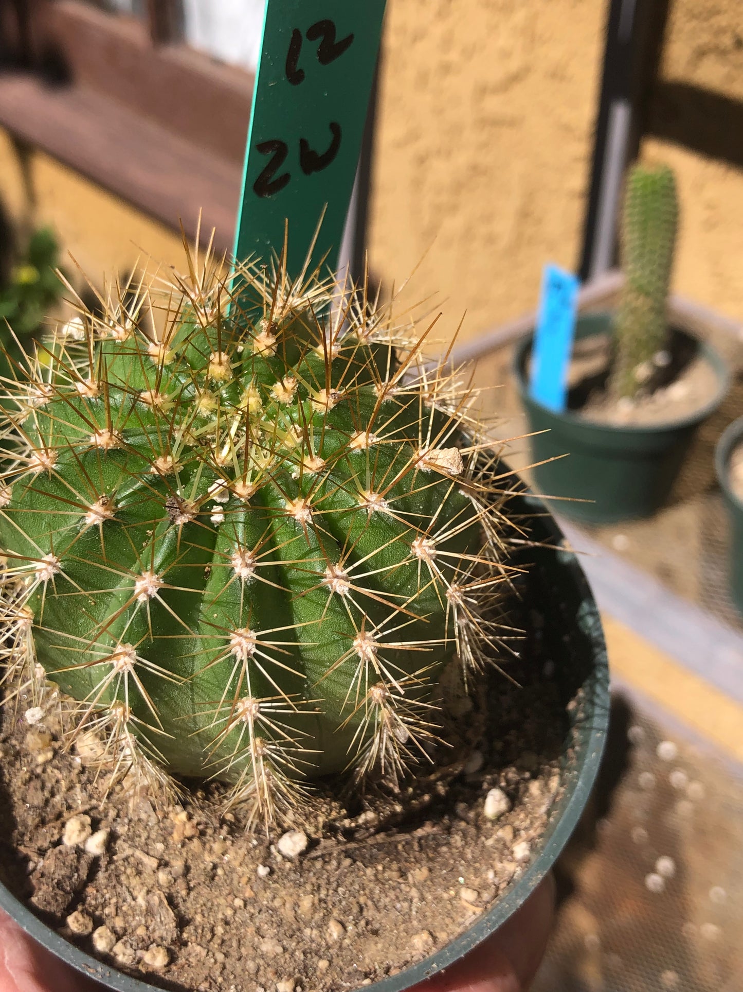 Trichocereus grandiflorus Torch 2” Wide #12G