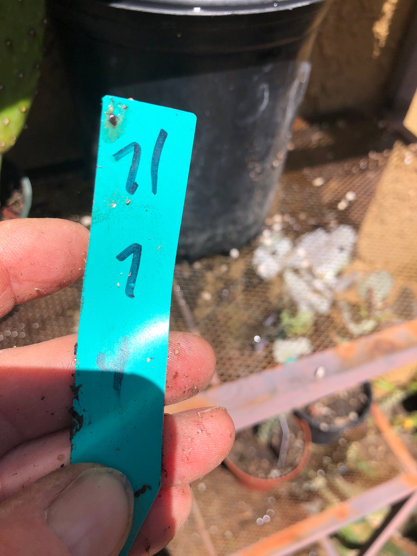 Opuntia Emerald wave Cactus 7”Tall #71G