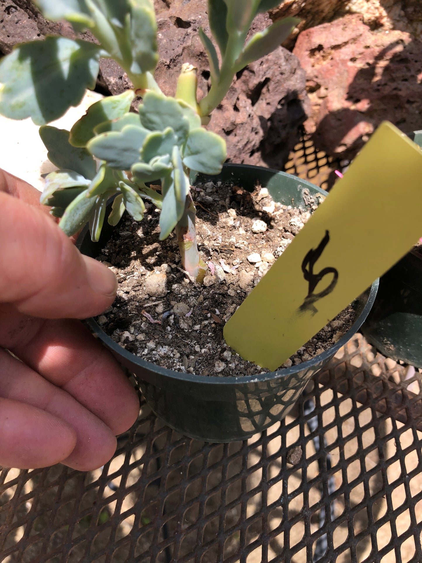 Kalanchoe fedtschenkoi variegata Succulent 6" Tall #6Y