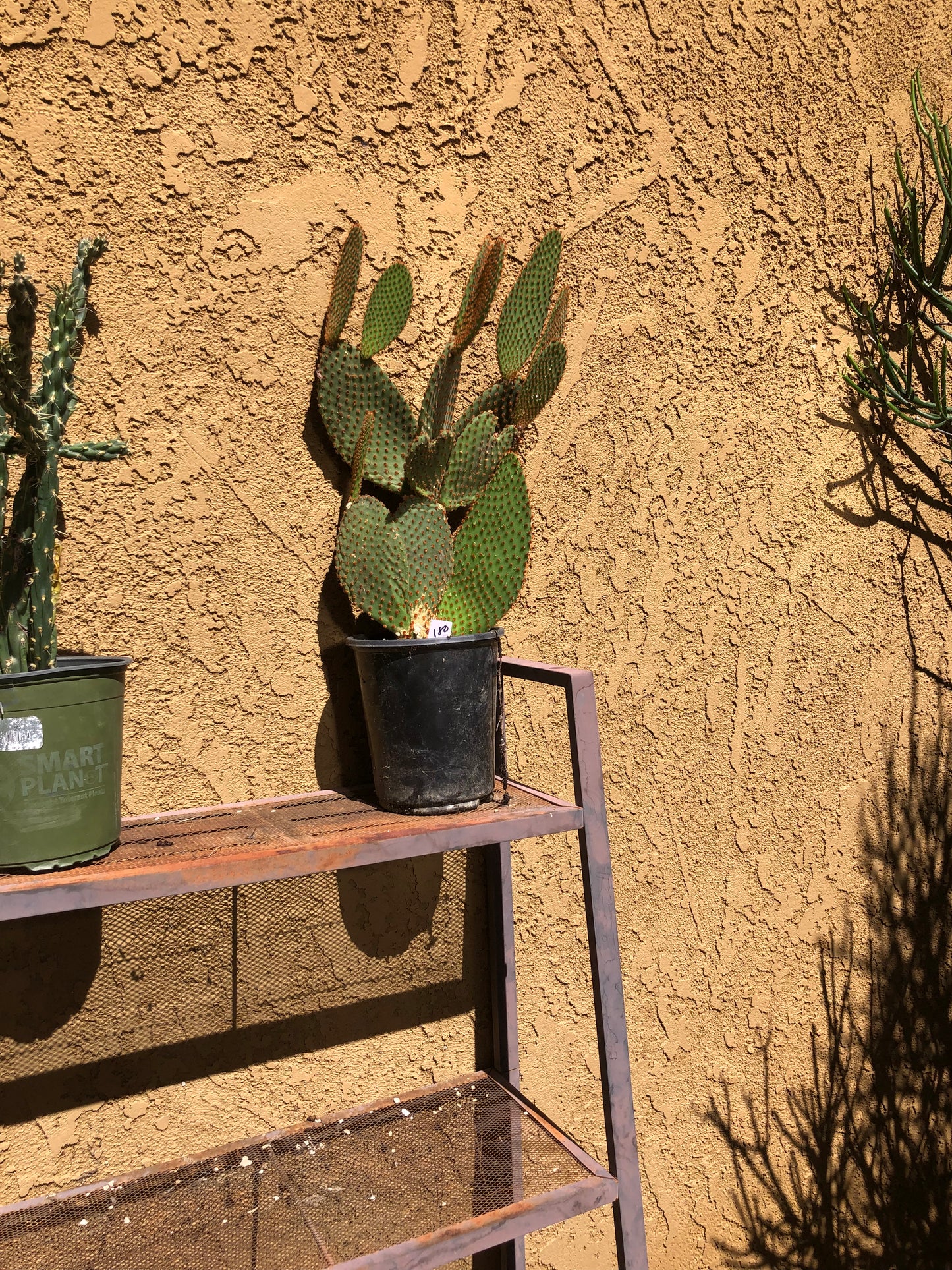 Opuntia microdasys Cinnamon Bunny Ears 18"Tall #180W