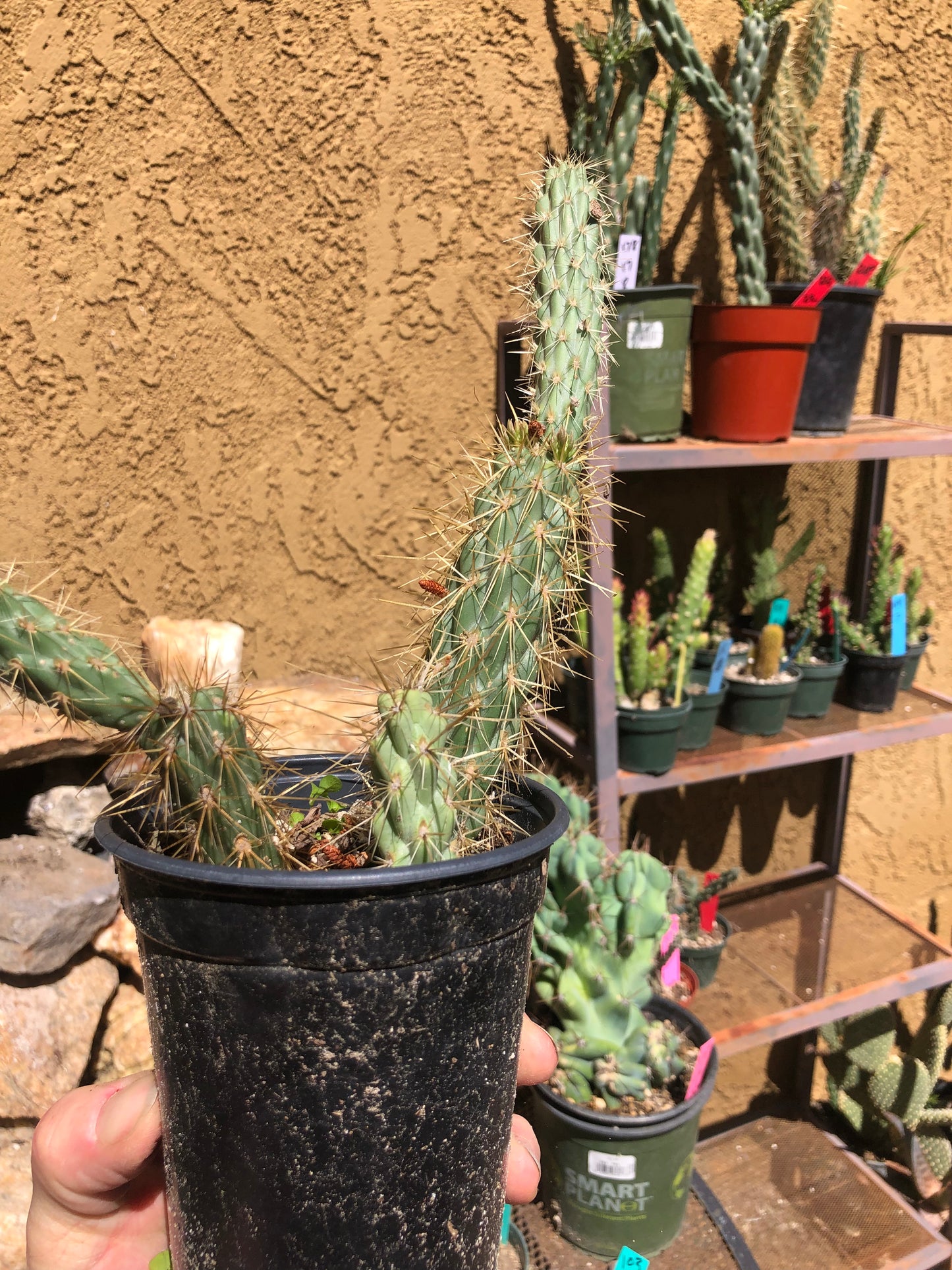 Cholla Cylindropuntia Imbricata Buckhorn 9”Tall #99G