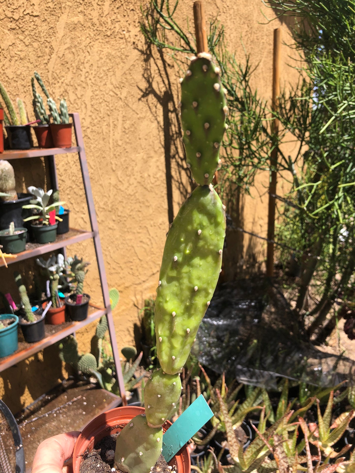 Opuntia canterae elata Ground Crawler 14"Tall #9G