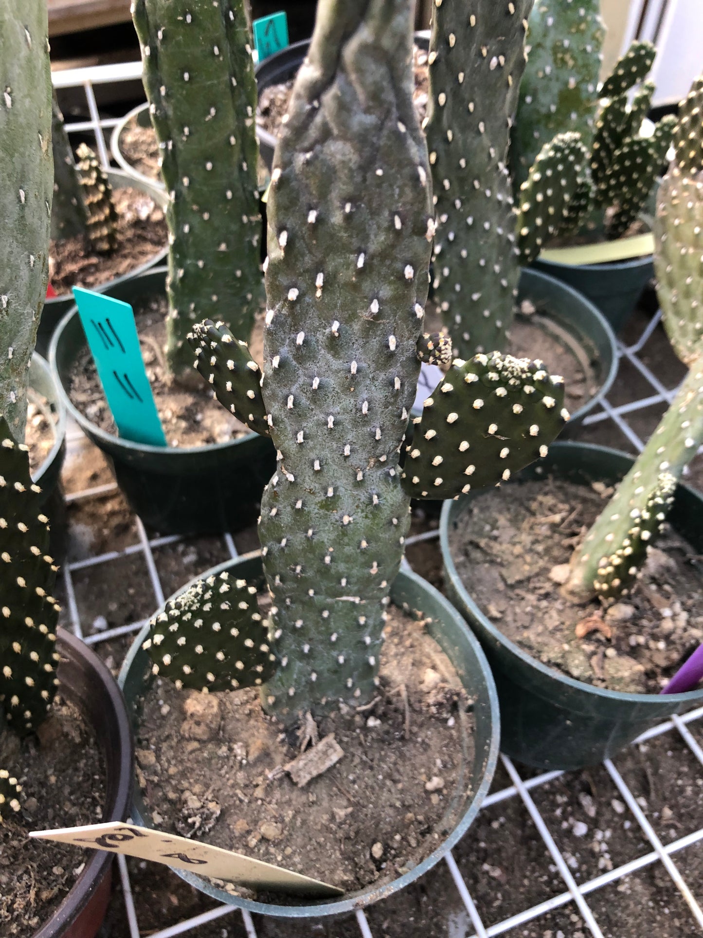 Opuntia Consolea rubescens Road Kill Cactus 8"Tall #80Y