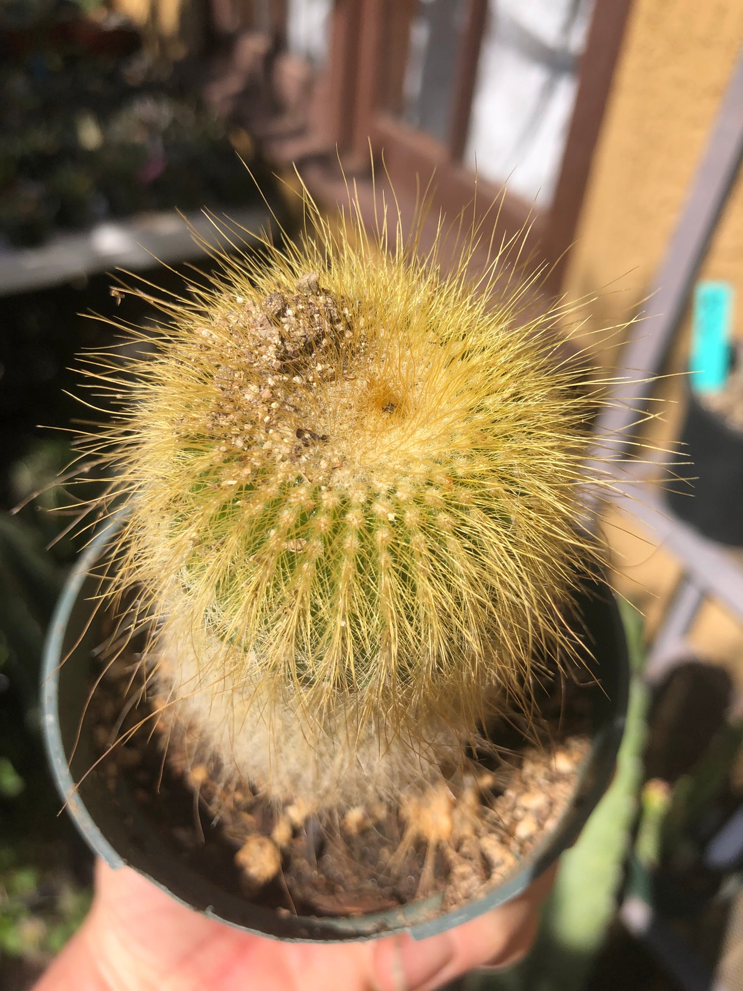 Notocactus leninghausii 4"Tall Cactus #44W