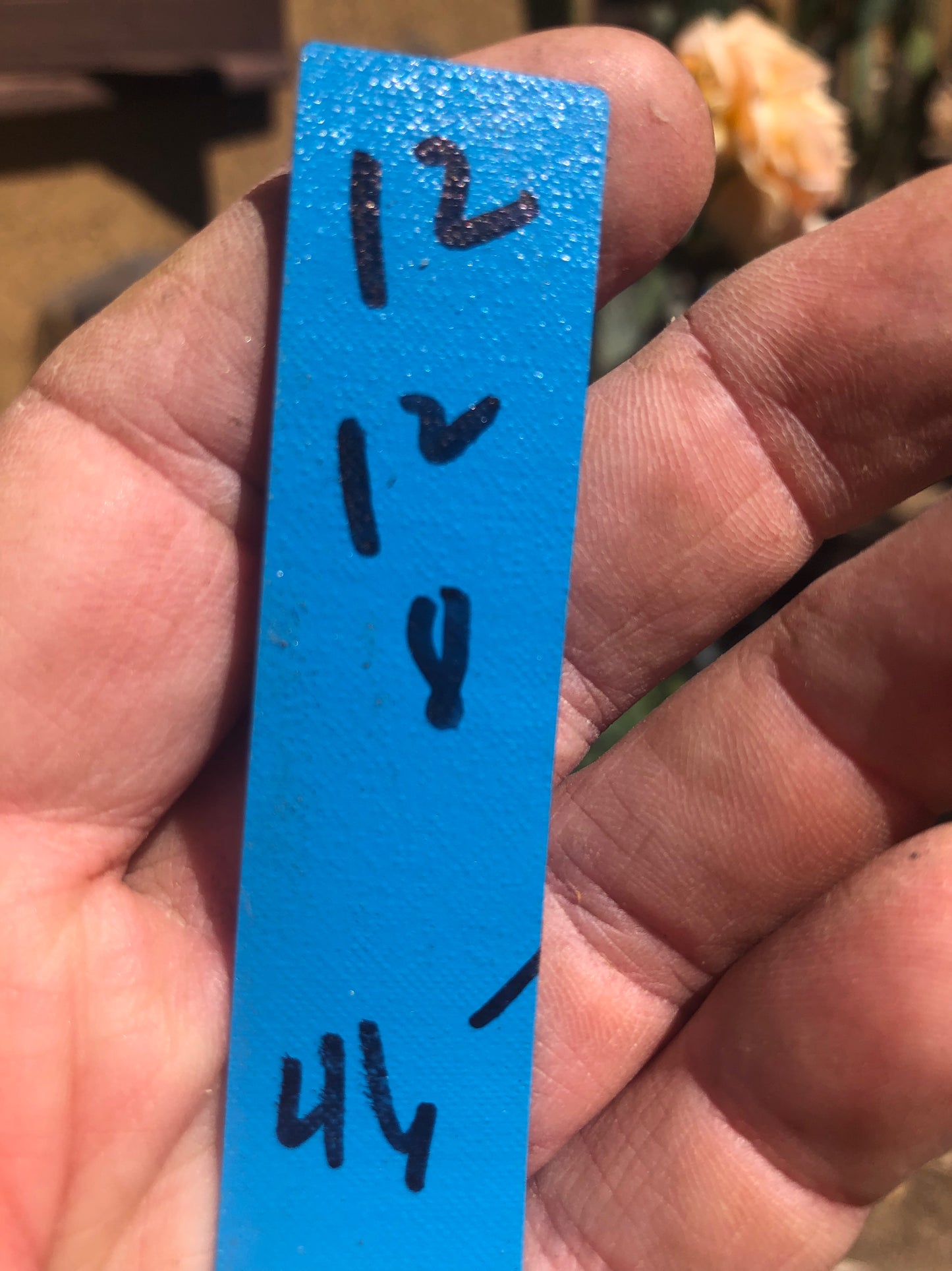 Opuntia engelmannii "White Thorned Prickly Pear" 12"Tall 8"Wide #12B