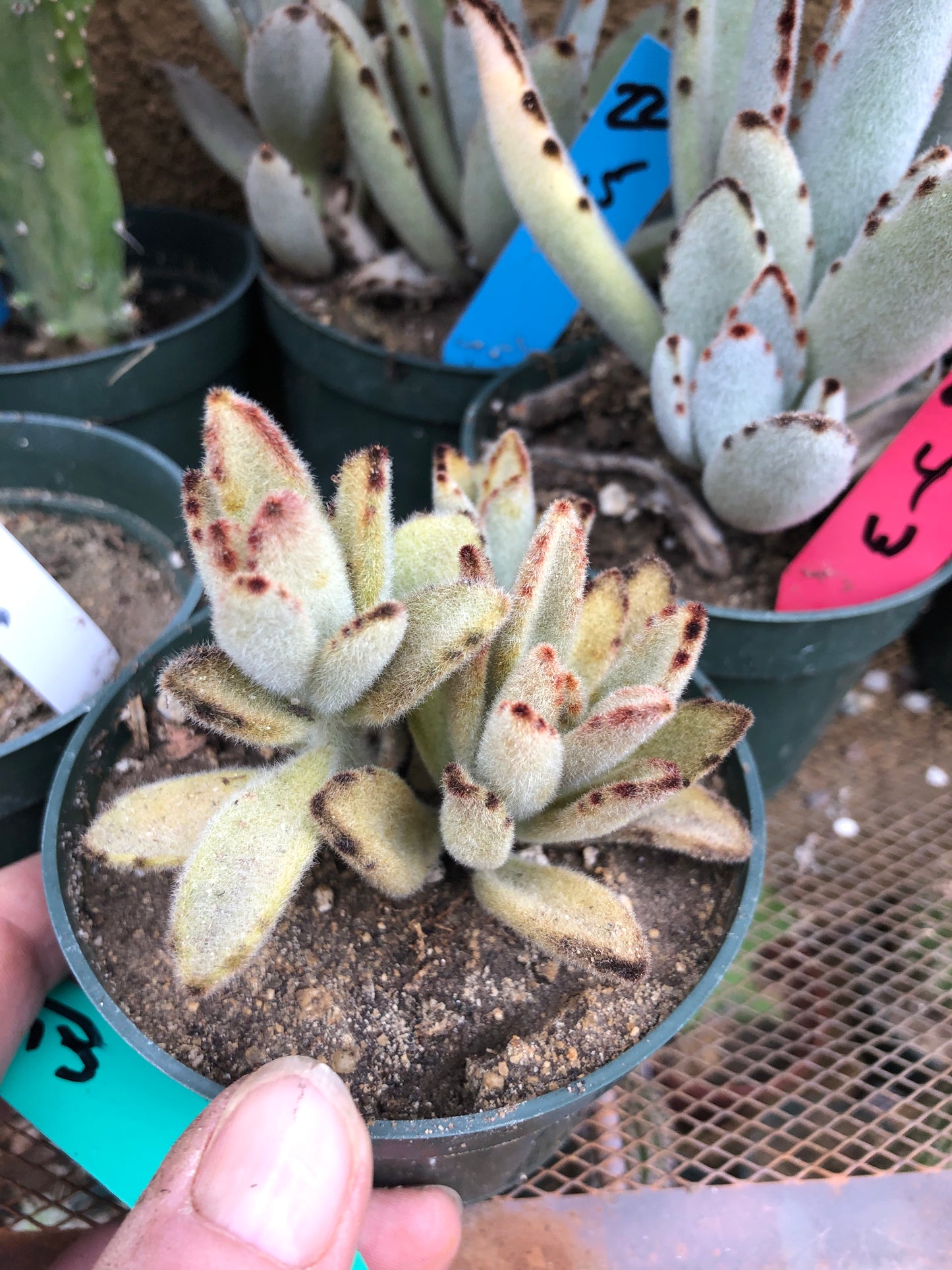 Kalanchoe tomentosa Chocolate Panda Succulent Plant 3"Wide 220G