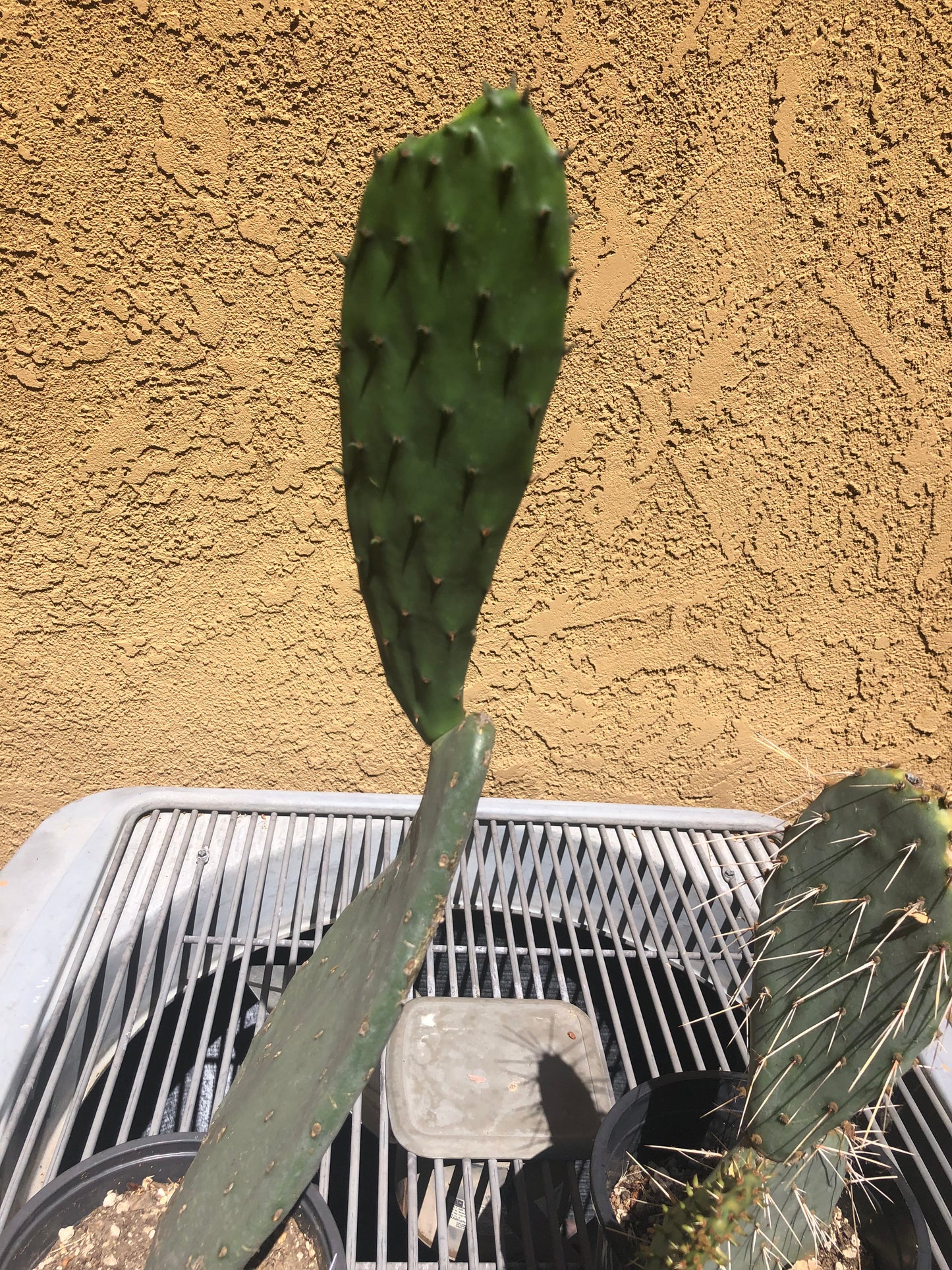 Opuntia Cows tongue "Spineless Prickly Pear" 21"Tall #21W