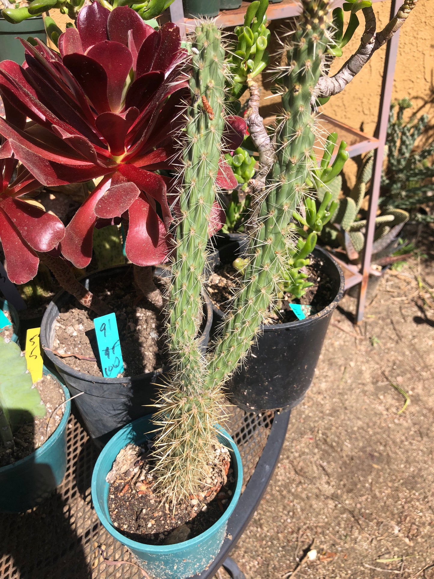 Cholla Cylindropuntia Imbricata  Buckhorn 15”Tall #15Y