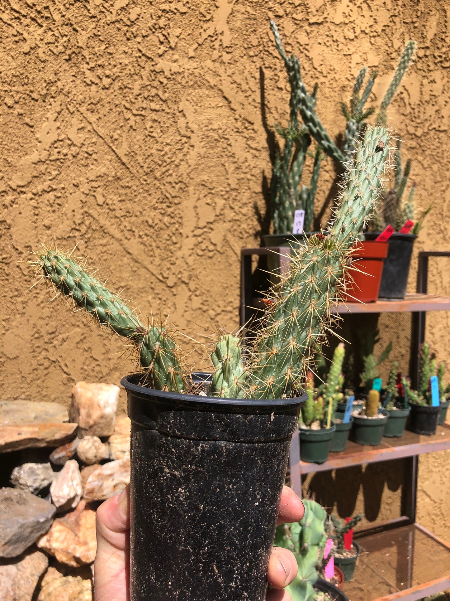 Cholla Cylindropuntia Imbricata Buckhorn 9”Tall #99G