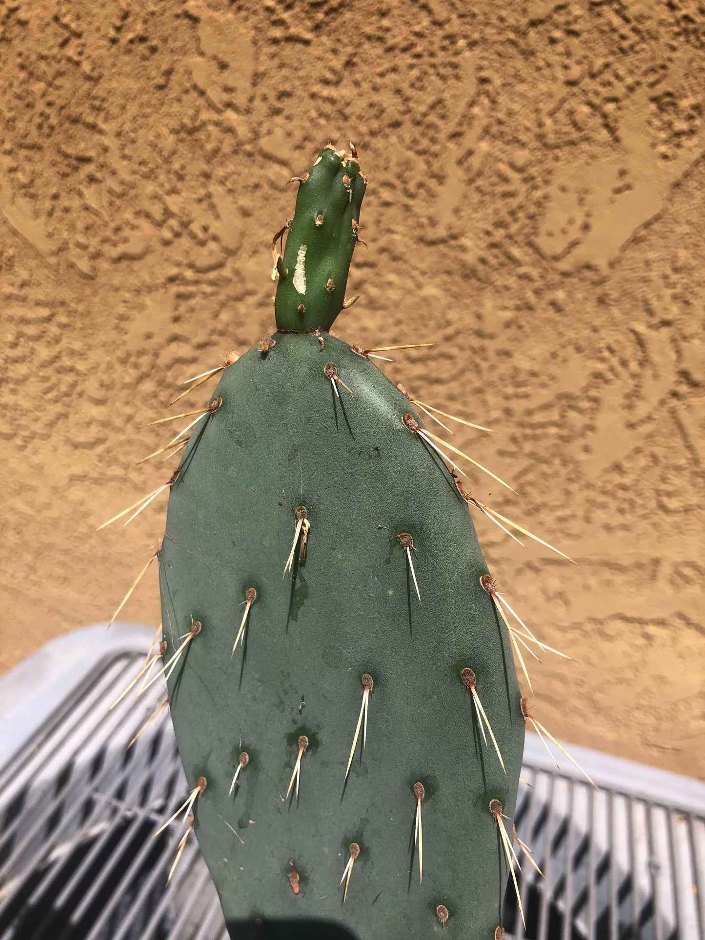 Opuntia engelmannii "Texas Prickly Pear" 20"Tall 13"Wide #203R