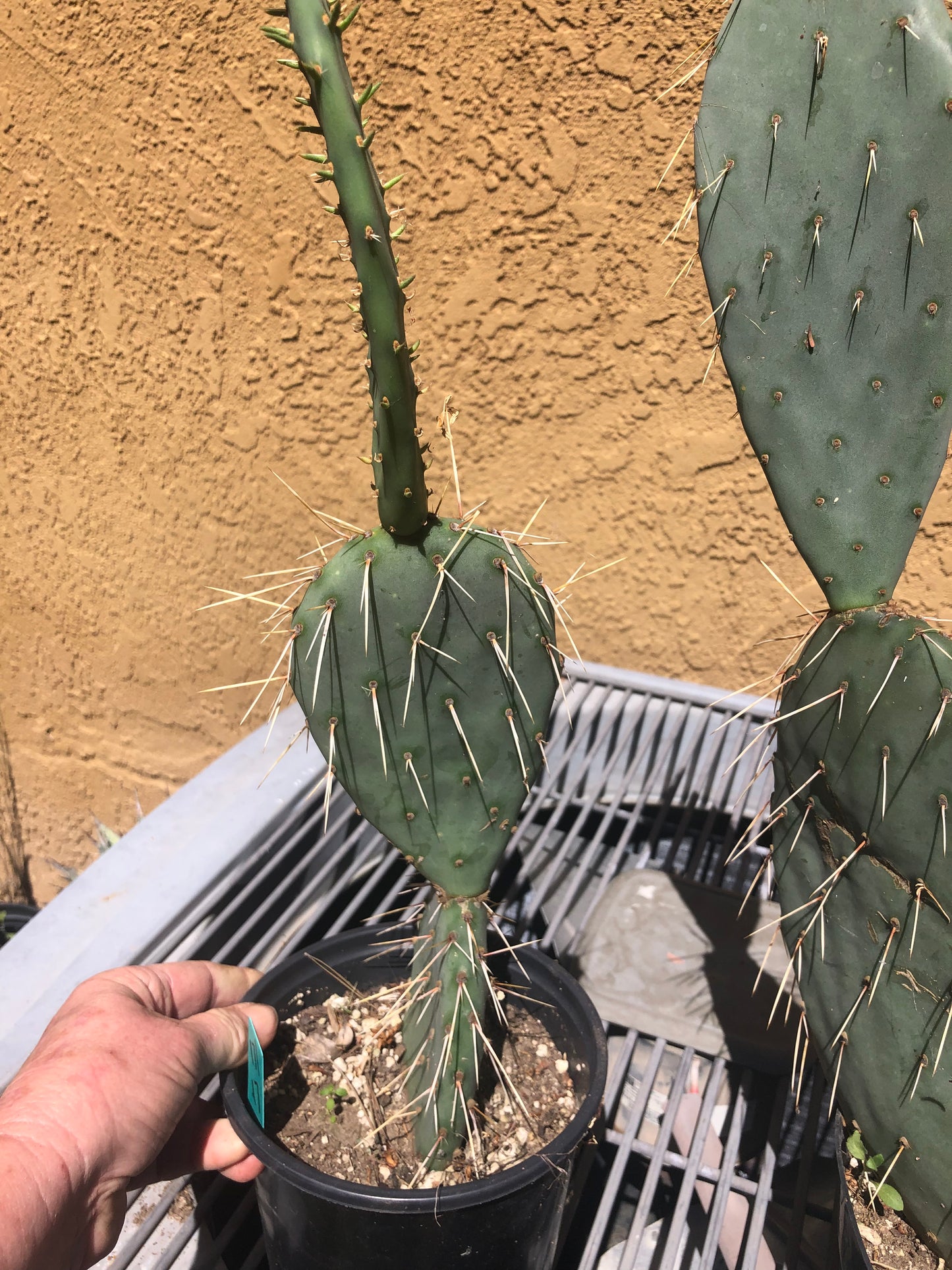 Opuntia engelmannii "Texas Prickly Pear" 17"Tall #171G