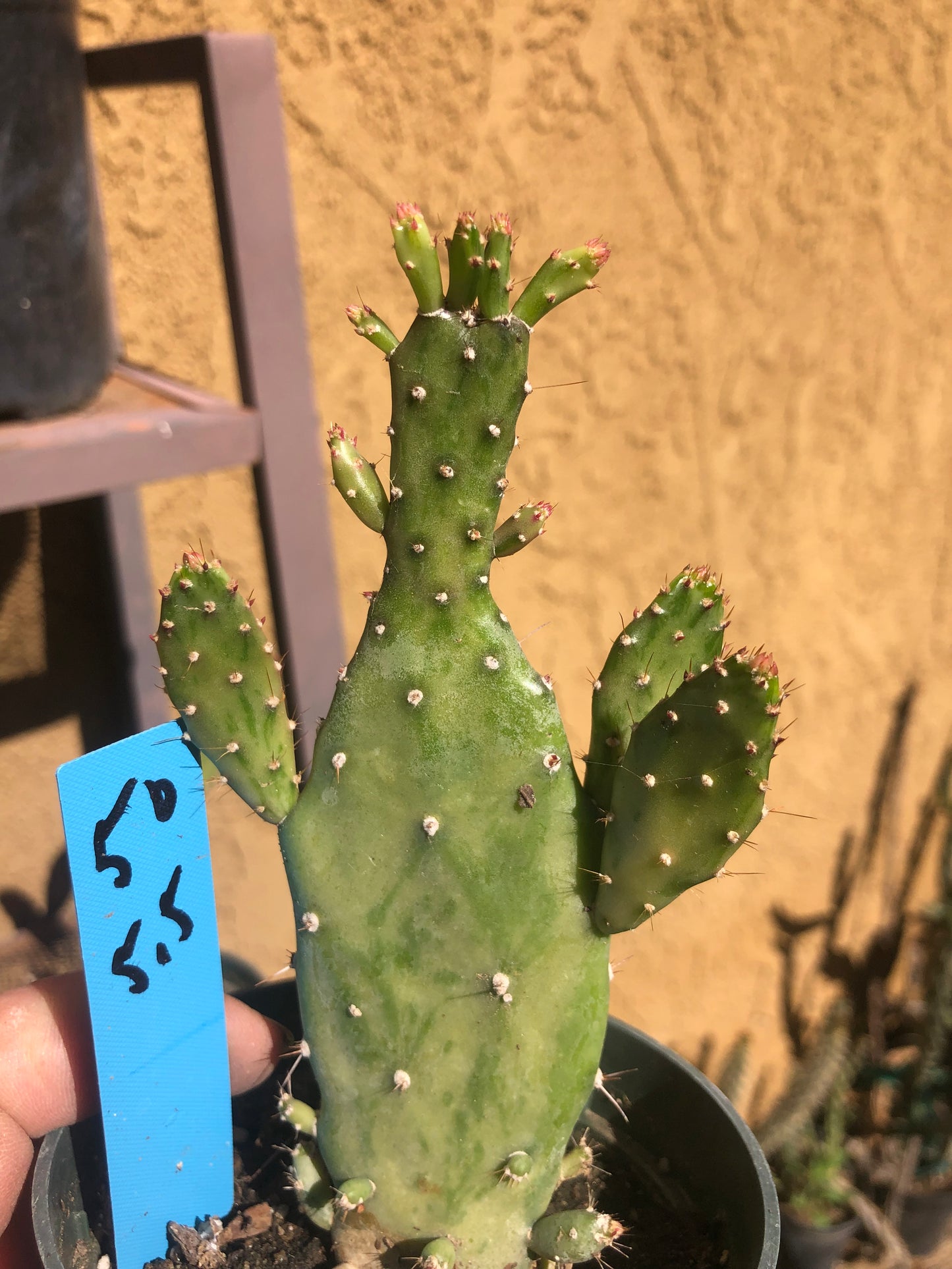 Opuntia monacantha  "Joseph's Coat" Cactus 5.5"Tall #50B