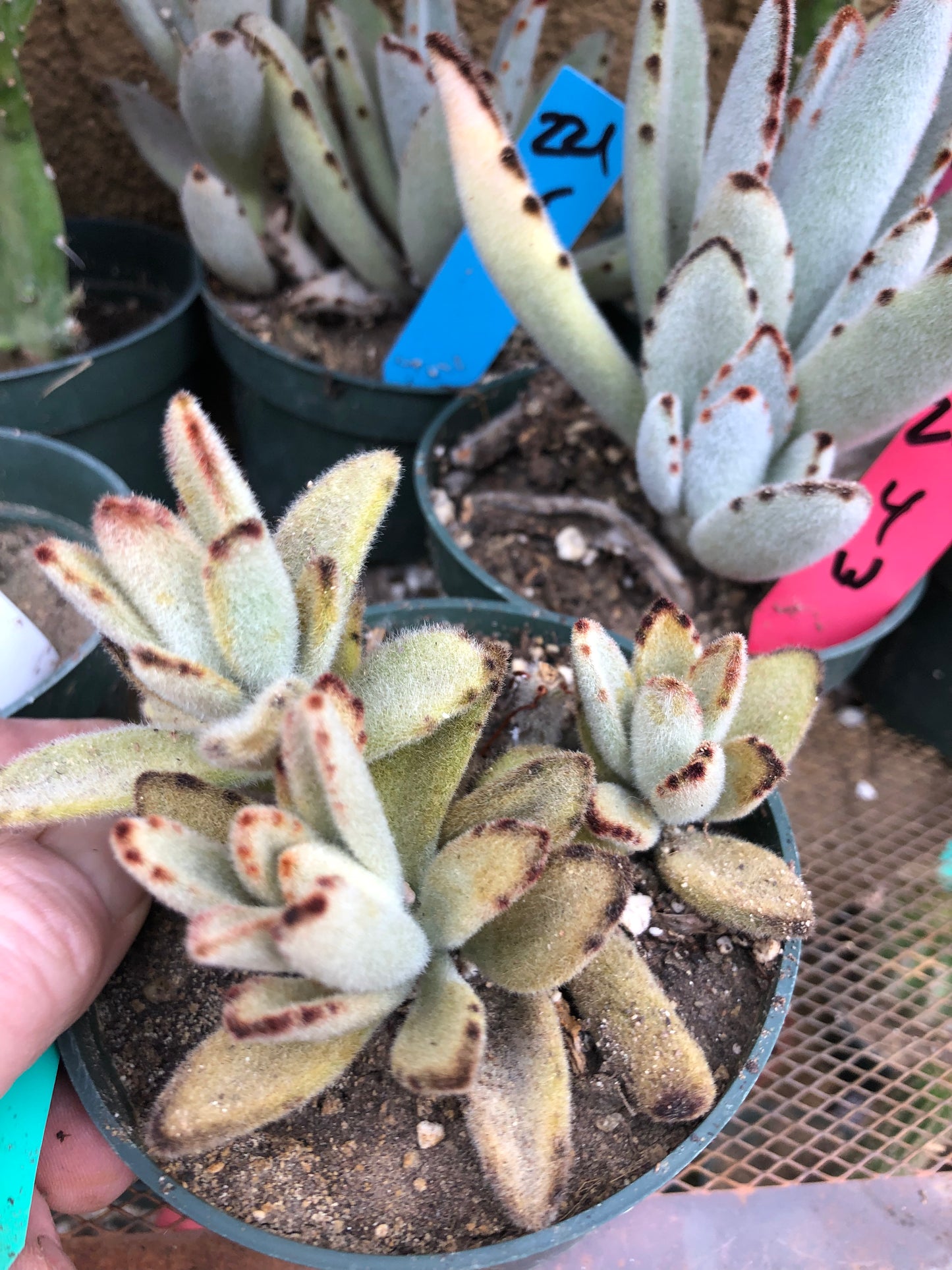 Kalanchoe tomentosa Chocolate Panda Succulent Plant 3"Wide 220G