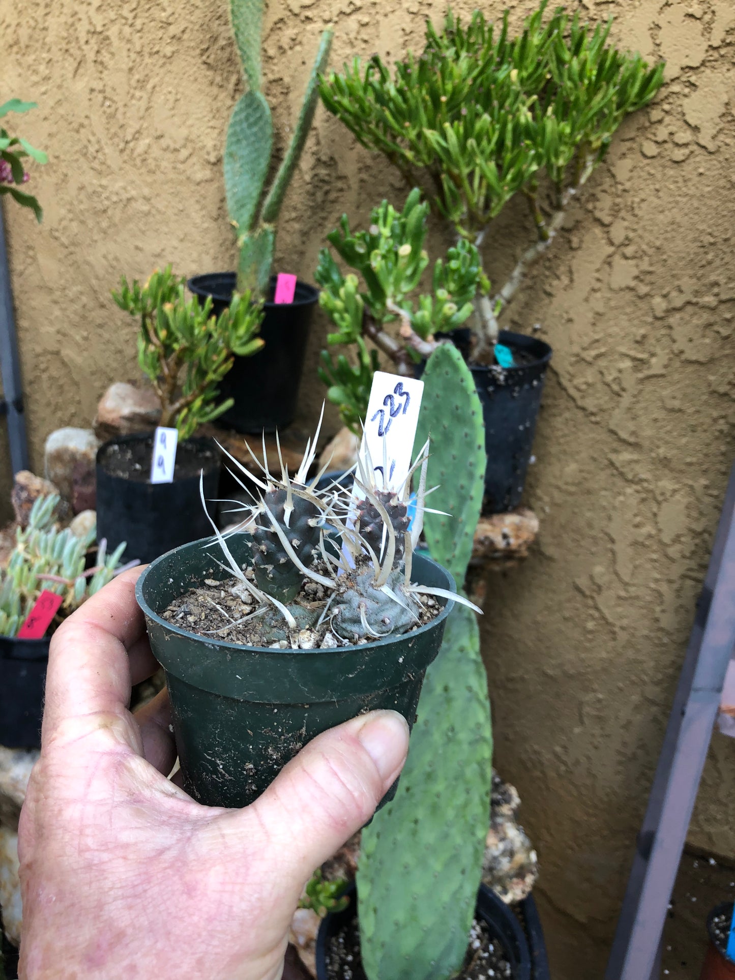 Tephrocactus articulatus papyracanthus Paper 2”Tall #223W