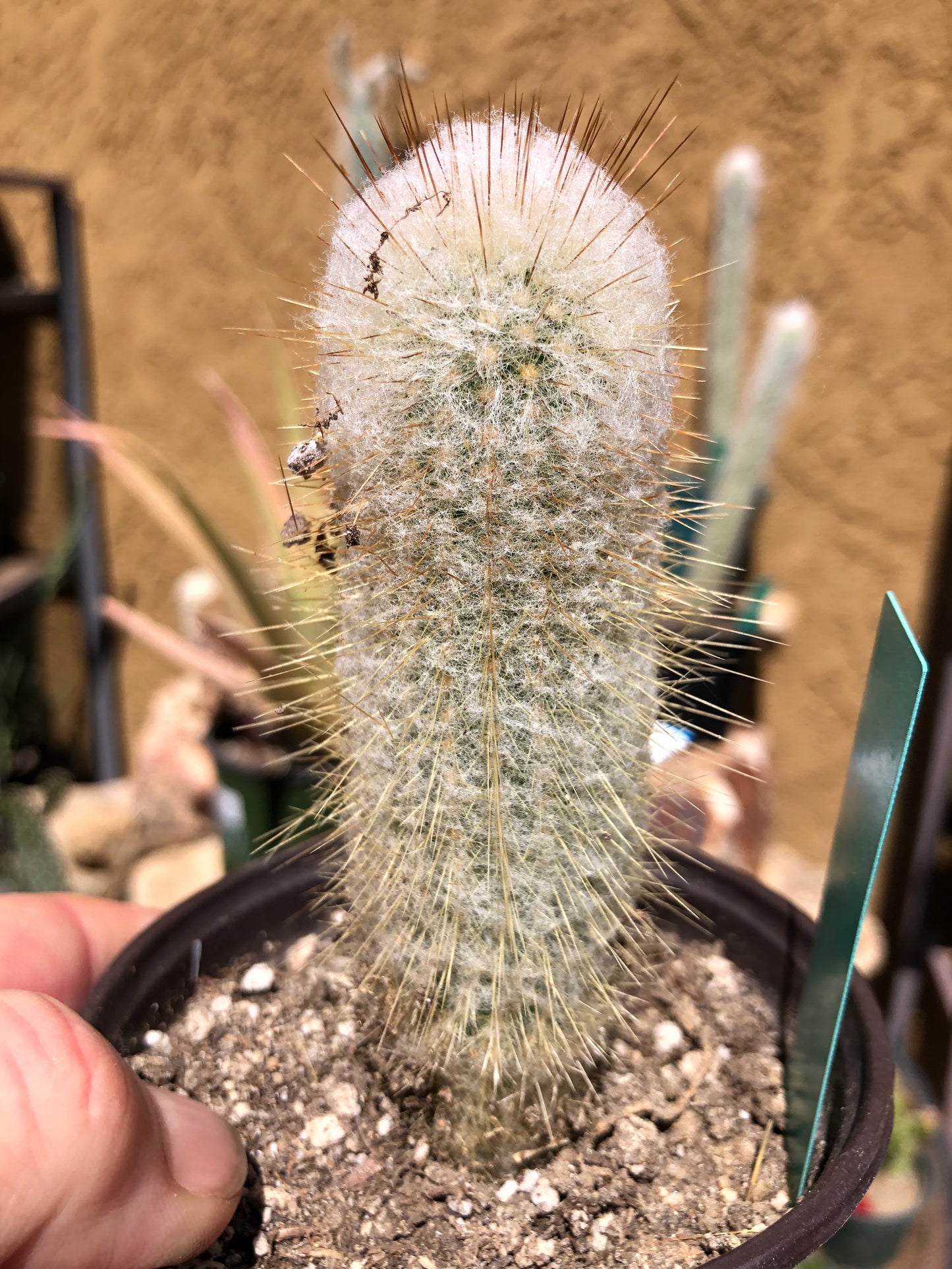Cleistocactus Strausii Silver Torch Cactus 4”Tall #2G